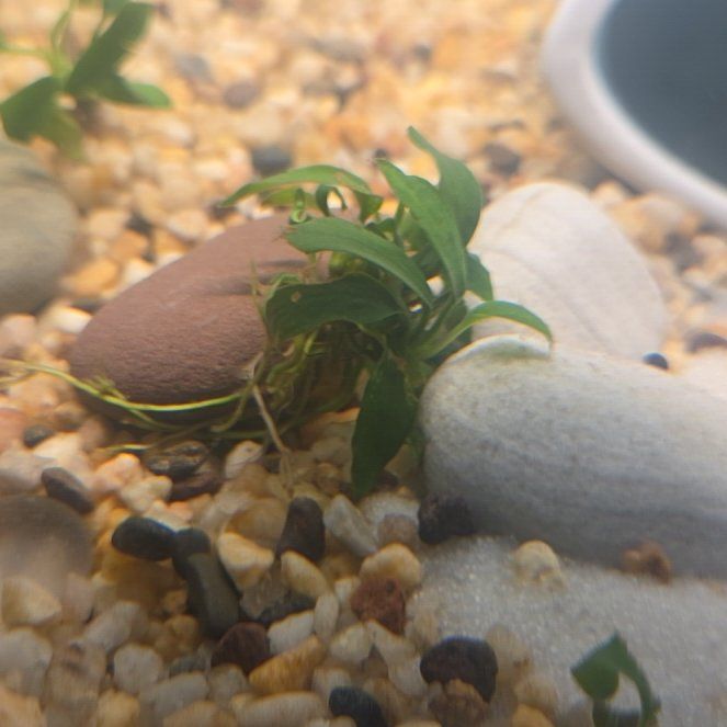Photo of the plant species Anubias Barteri by @SewingJoy24 named Water Anubias Nano on Greg, the plant care app