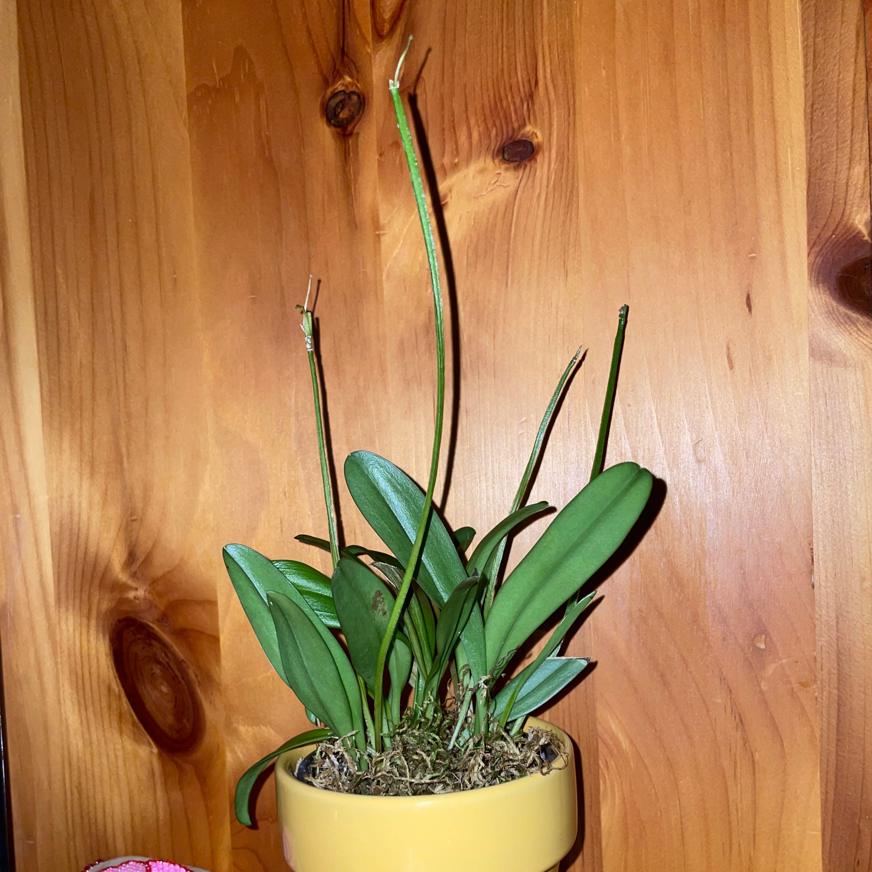 Photo of the plant species Pinocchio Masdevallia Orchid by @PremierTipa named Treeyoncé on Greg, the plant care app