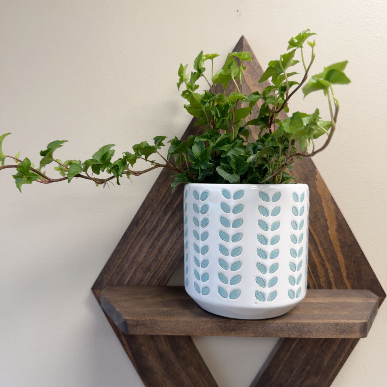 Photo of the plant species Curly Ivy by @StockyMingthing named Aria on Greg, the plant care app