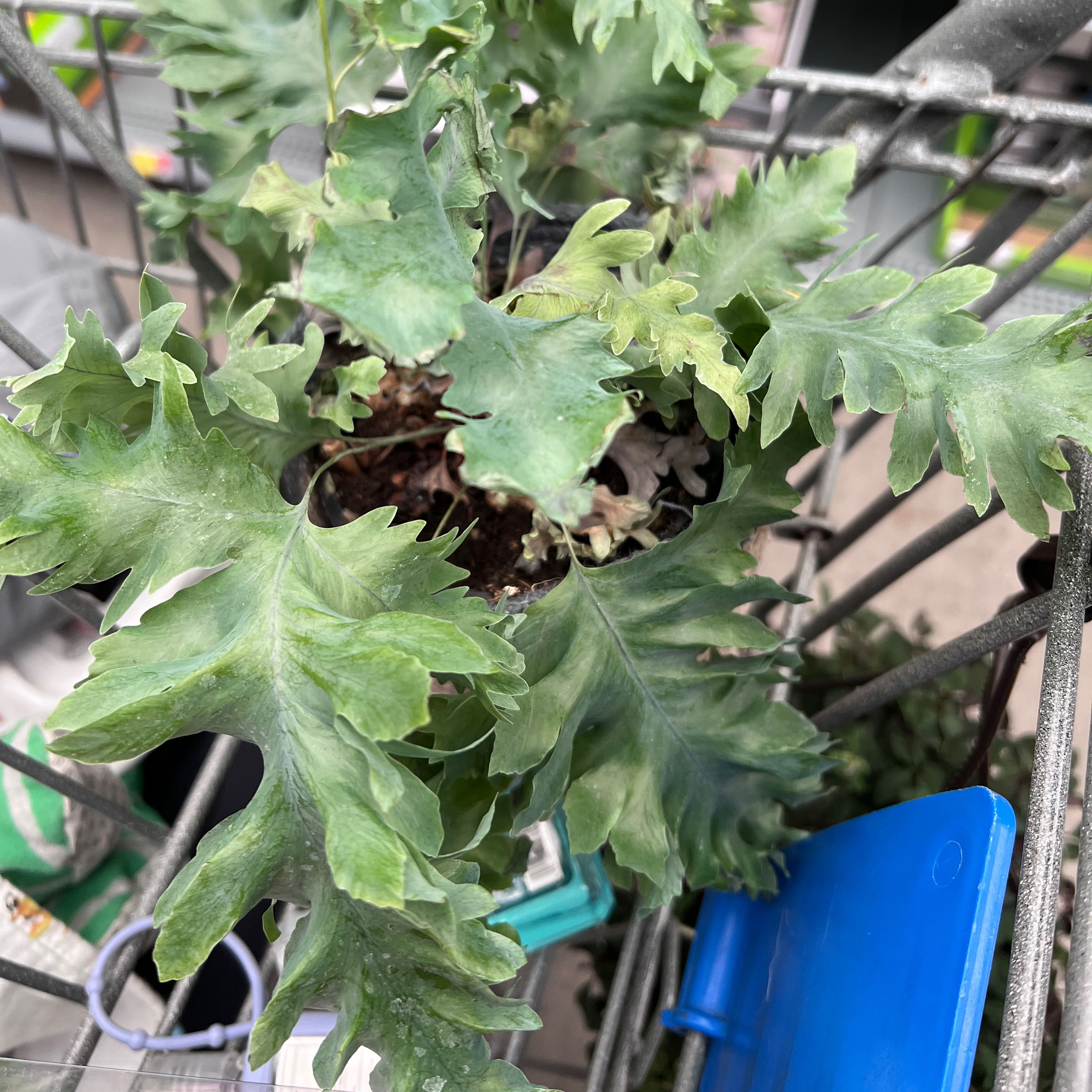 Phlebodium 'Davana' plant with lobed leaves in a shopping cart.