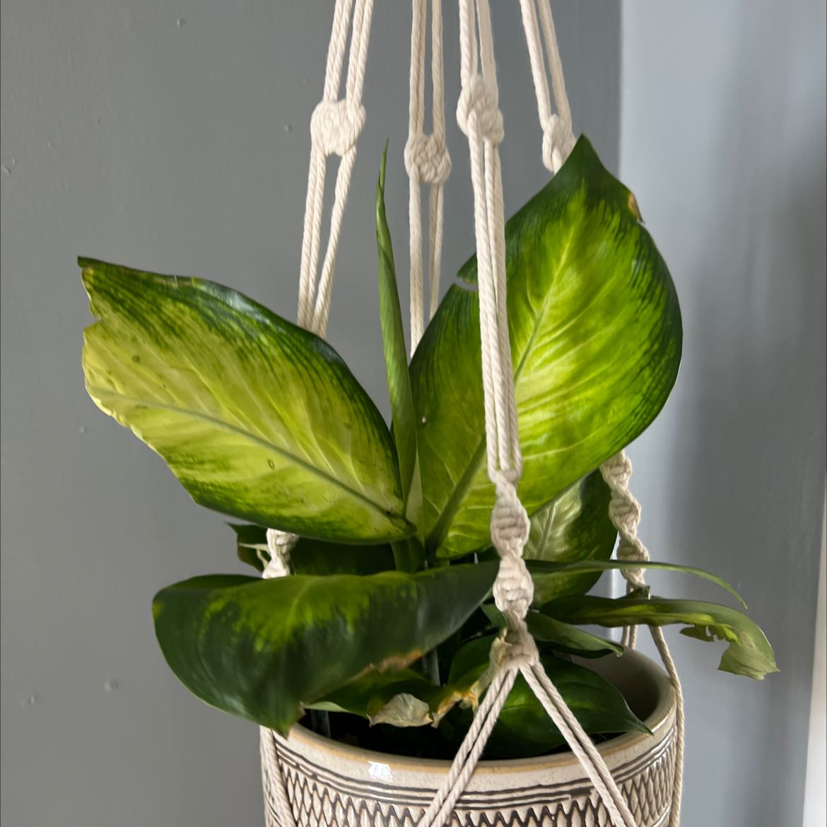 Dumb Cane plant in a hanging pot with some yellowing on the leaves.