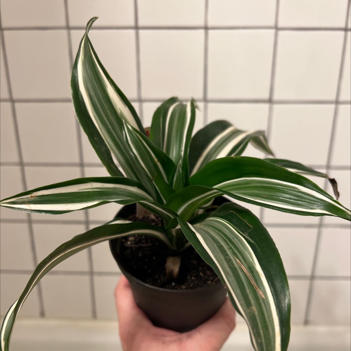 White Jewel Dracaena plant in a pot with minor browning on leaf tips.