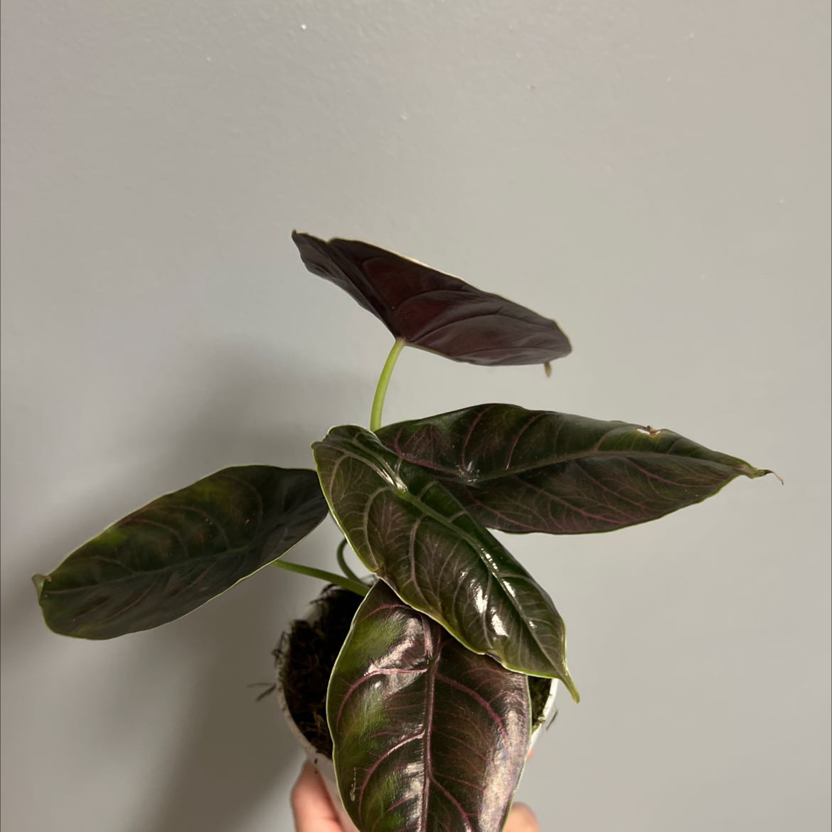 Potted Red Mambo plant with dark green and reddish leaves, held by a hand.