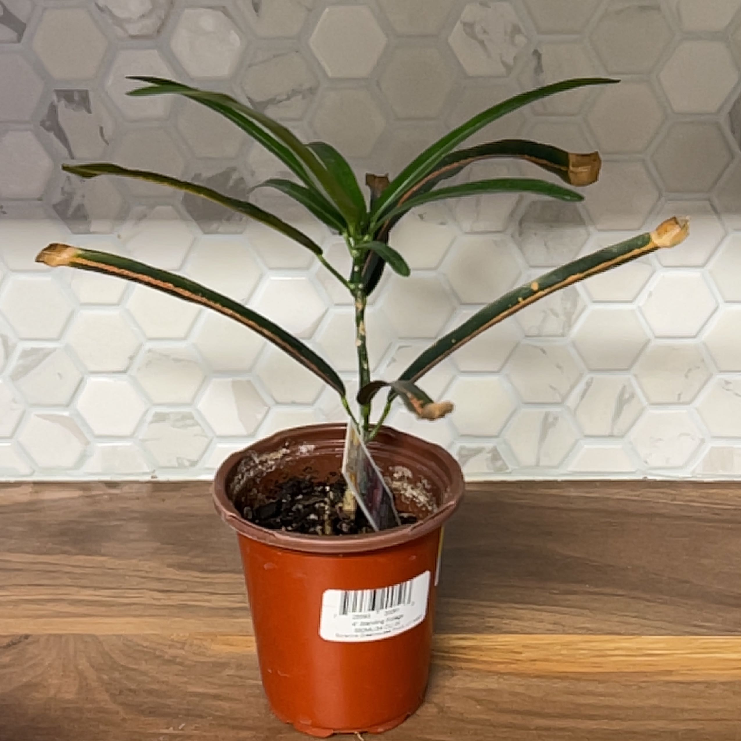 Potted California Croton plant with browning leaf tips on a wooden surface.