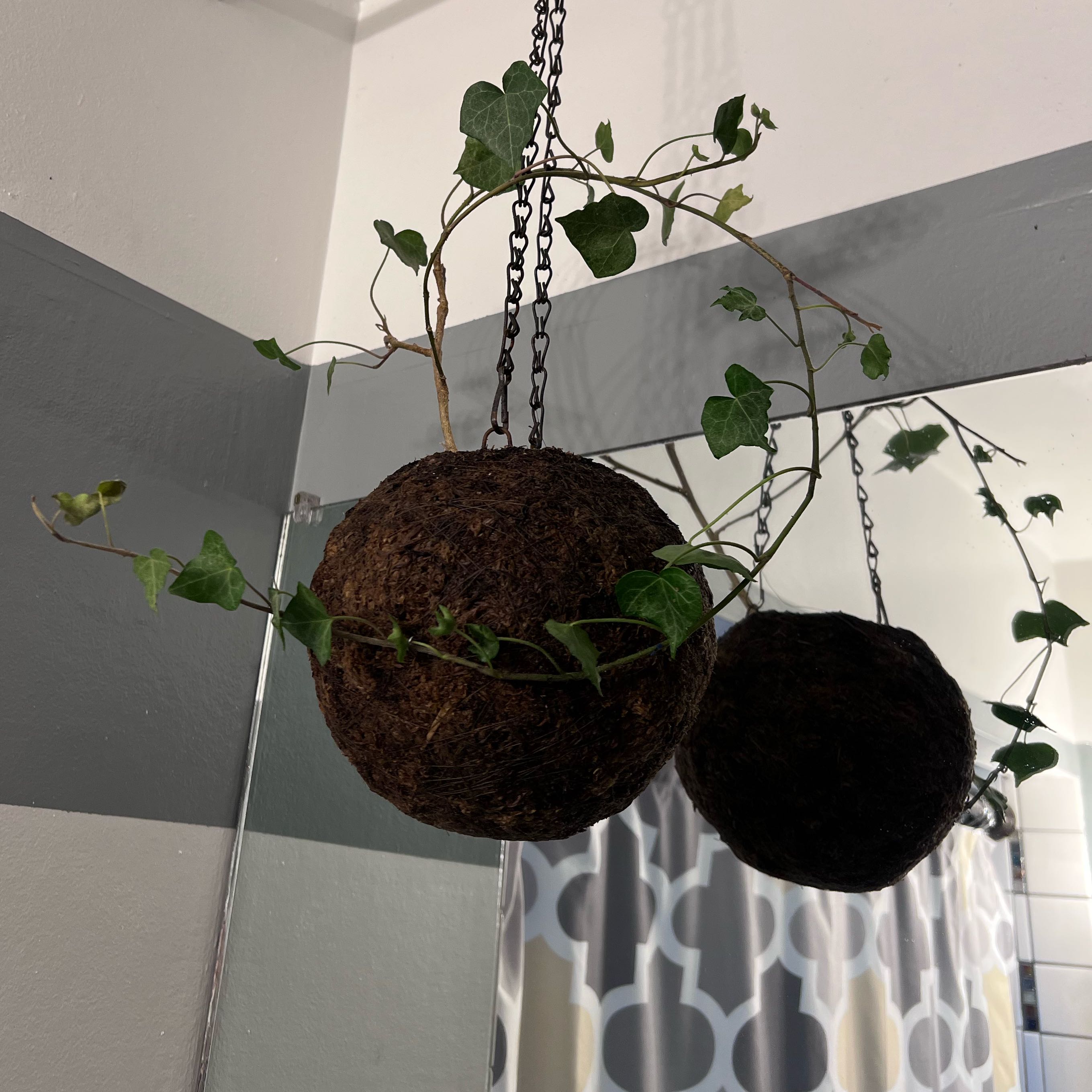 Canarian Ivy plant in a hanging spherical planter with green leaves, mirror and curtain in the background.