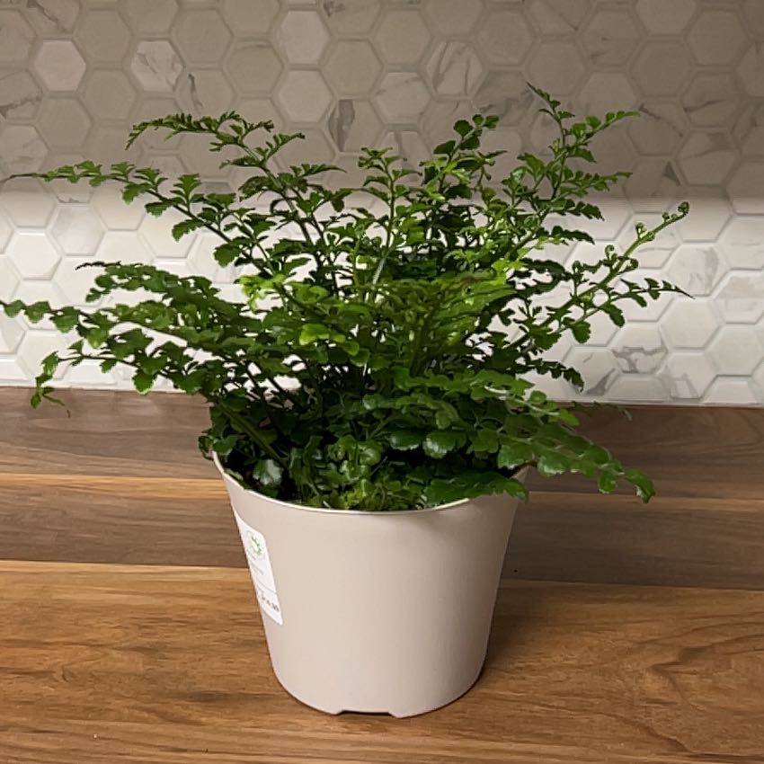 Austral Gem Fern in a white pot on a wooden surface, healthy green leaves.
