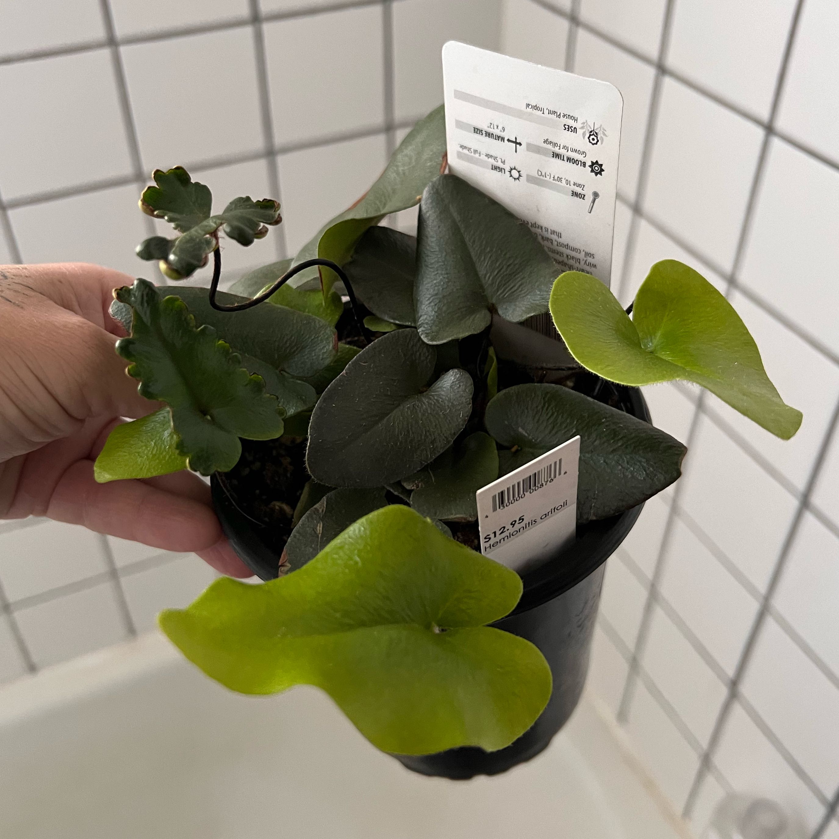 Photo of the plant species Heart Leaf Fern by @CaffeinatedFern named The love fern on Greg, the plant care app