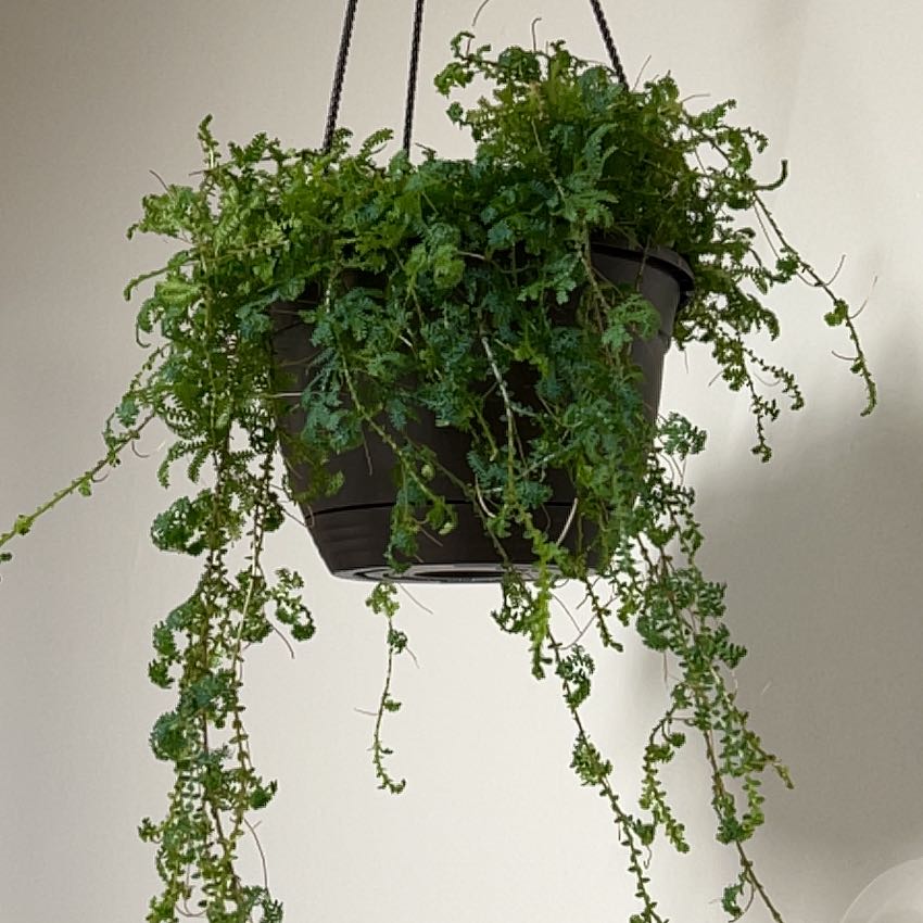 Photo of the plant species Rainbow moss, Peacock fern by @CaffeinatedFern named Petey on Greg, the plant care app