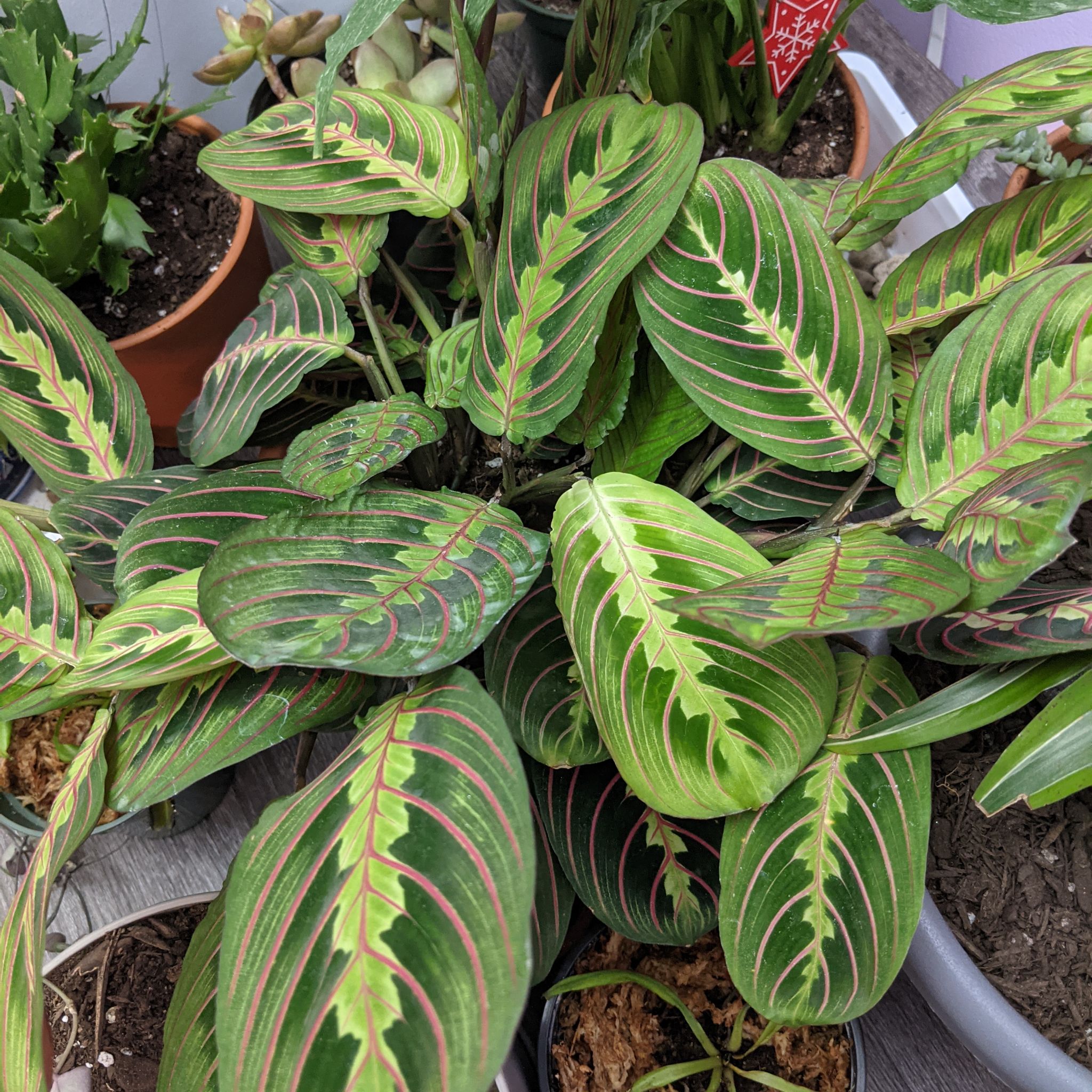 Prayer Plant with vibrant green leaves and red veins, multiple plants visible.