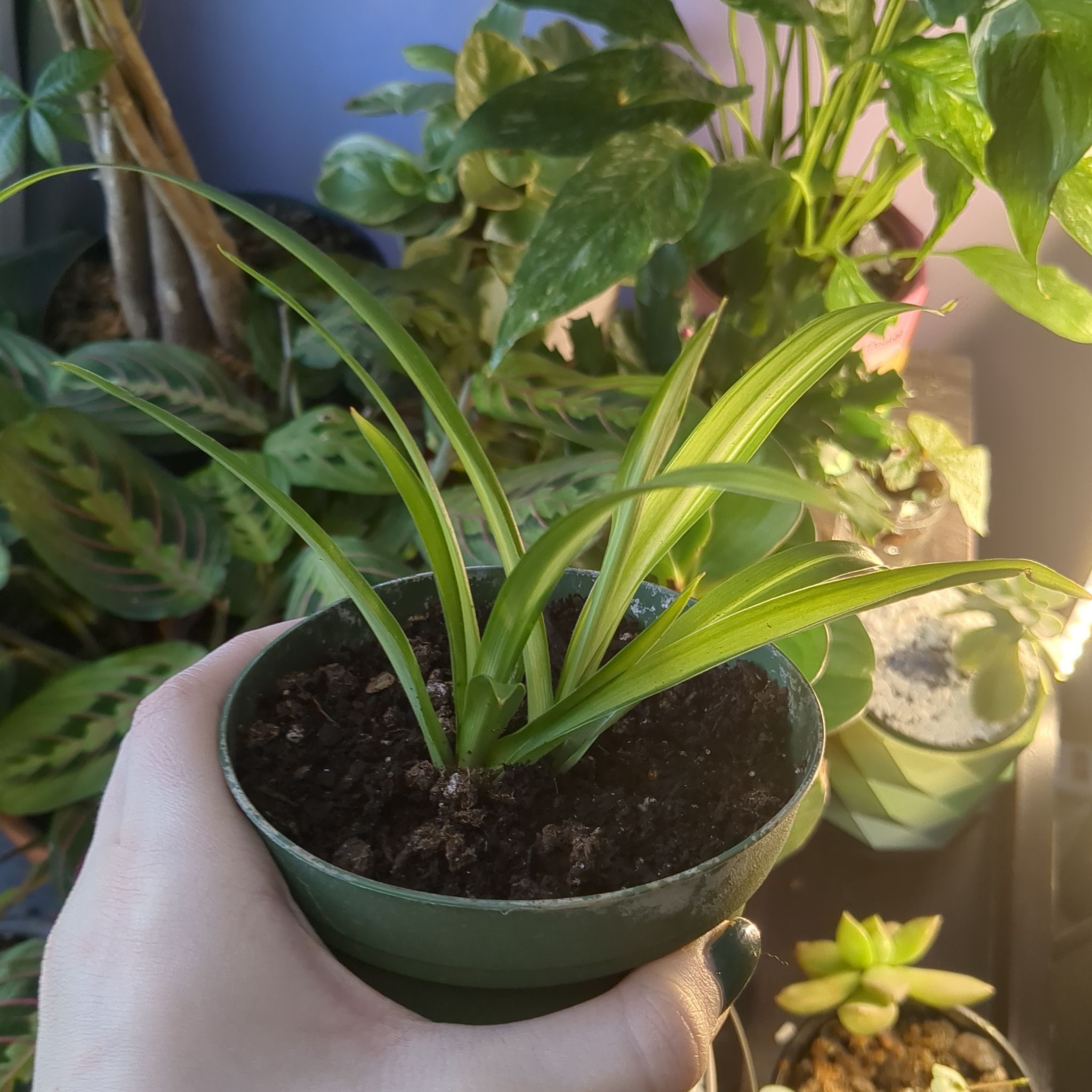 A healthy Hawaiian Spider Plant in a pot, held by a hand, with other plants in the background.