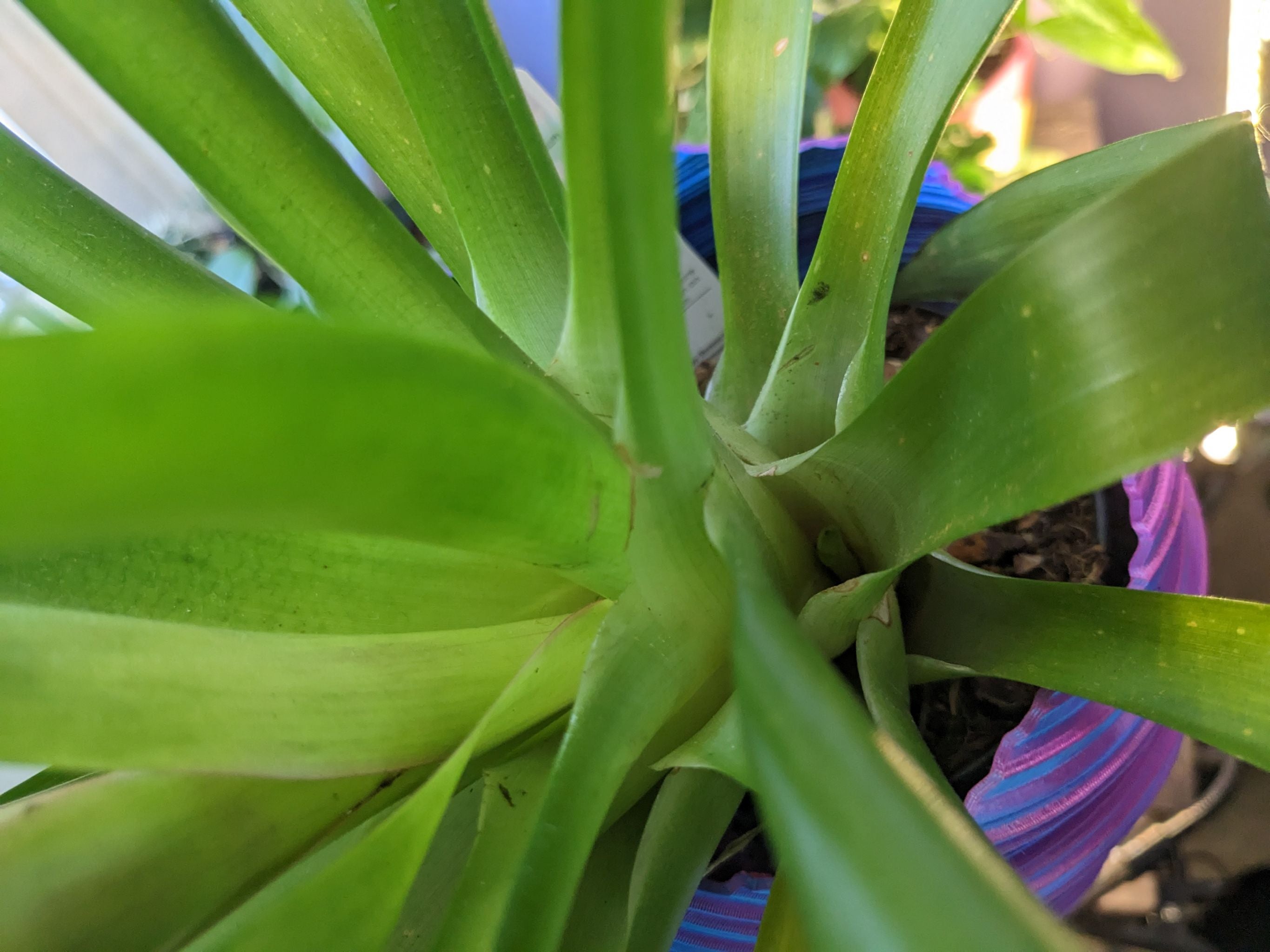 Bromeliad pups