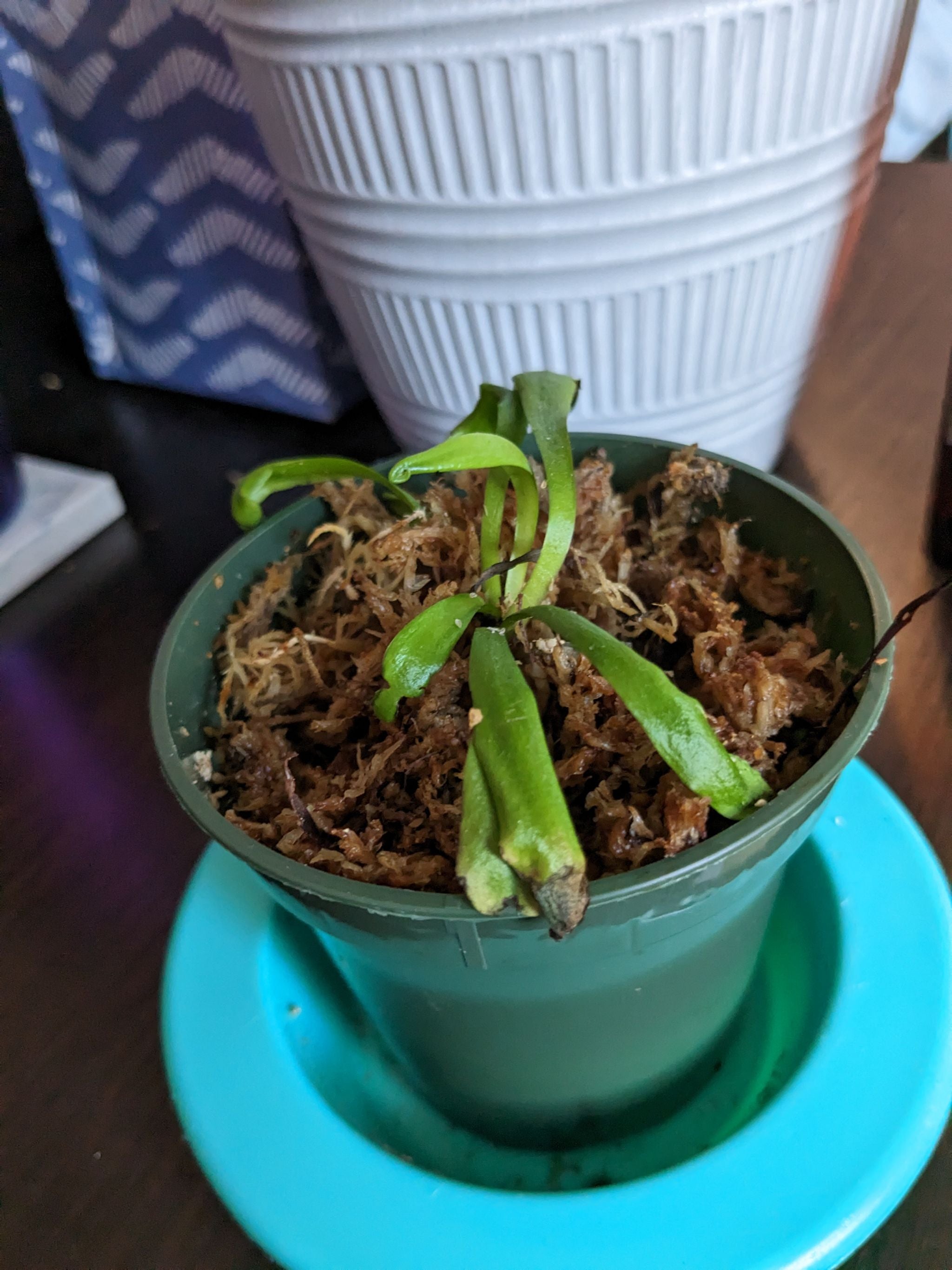 Venus fly trap not growing traps