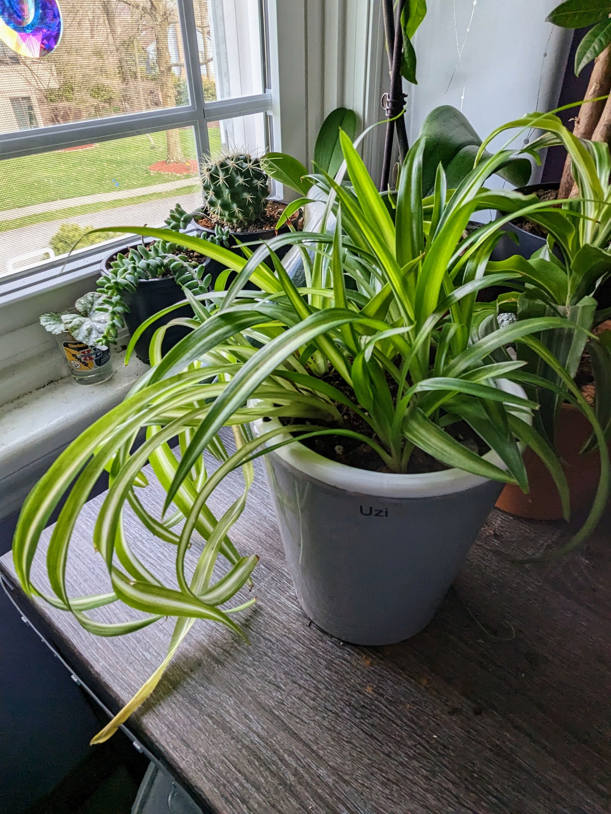Photo from the post