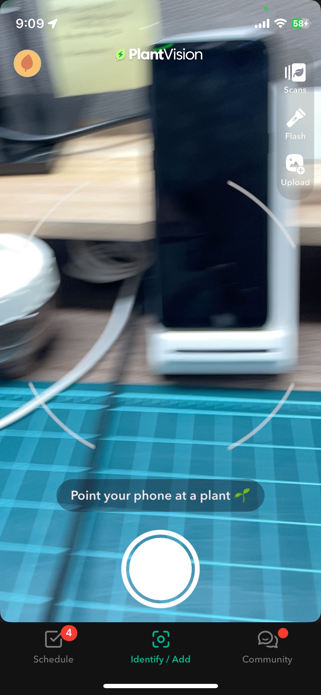 🌸 Best Companion Plants for Flowering Dogwood 'Cherokee Chief'