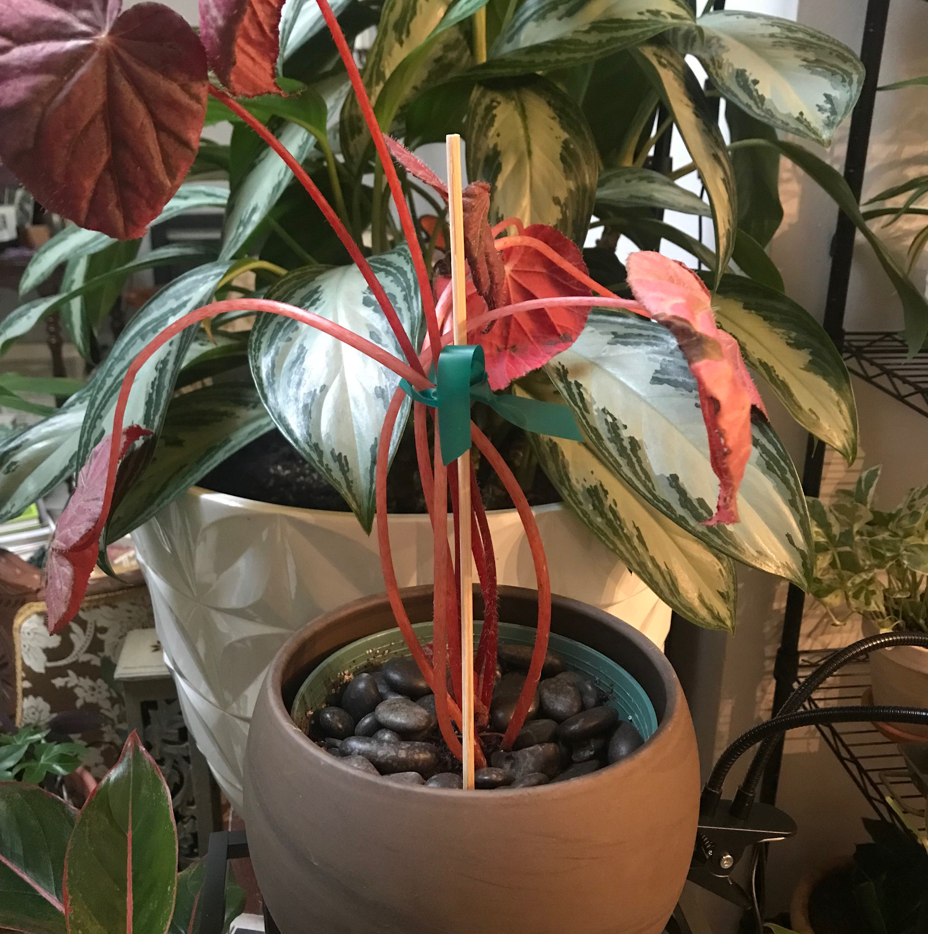 Photo of the plant species begonia rex by @TemperateRimu named Sonora on Greg, the plant care app