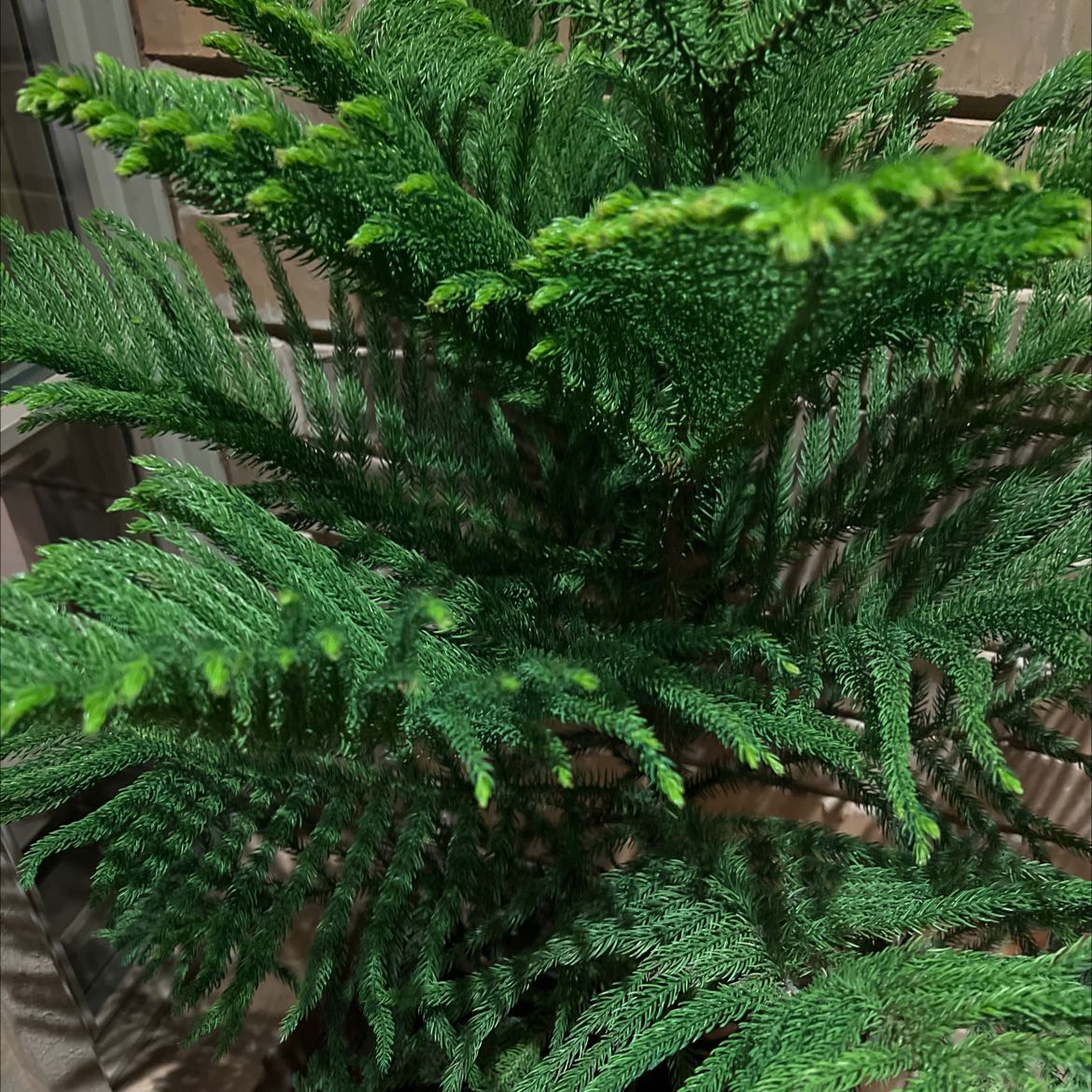 Photo of the plant species Norfolk Island Pine by @QuirkyDeerfern named Norfolk Island pine on Greg, the plant care app