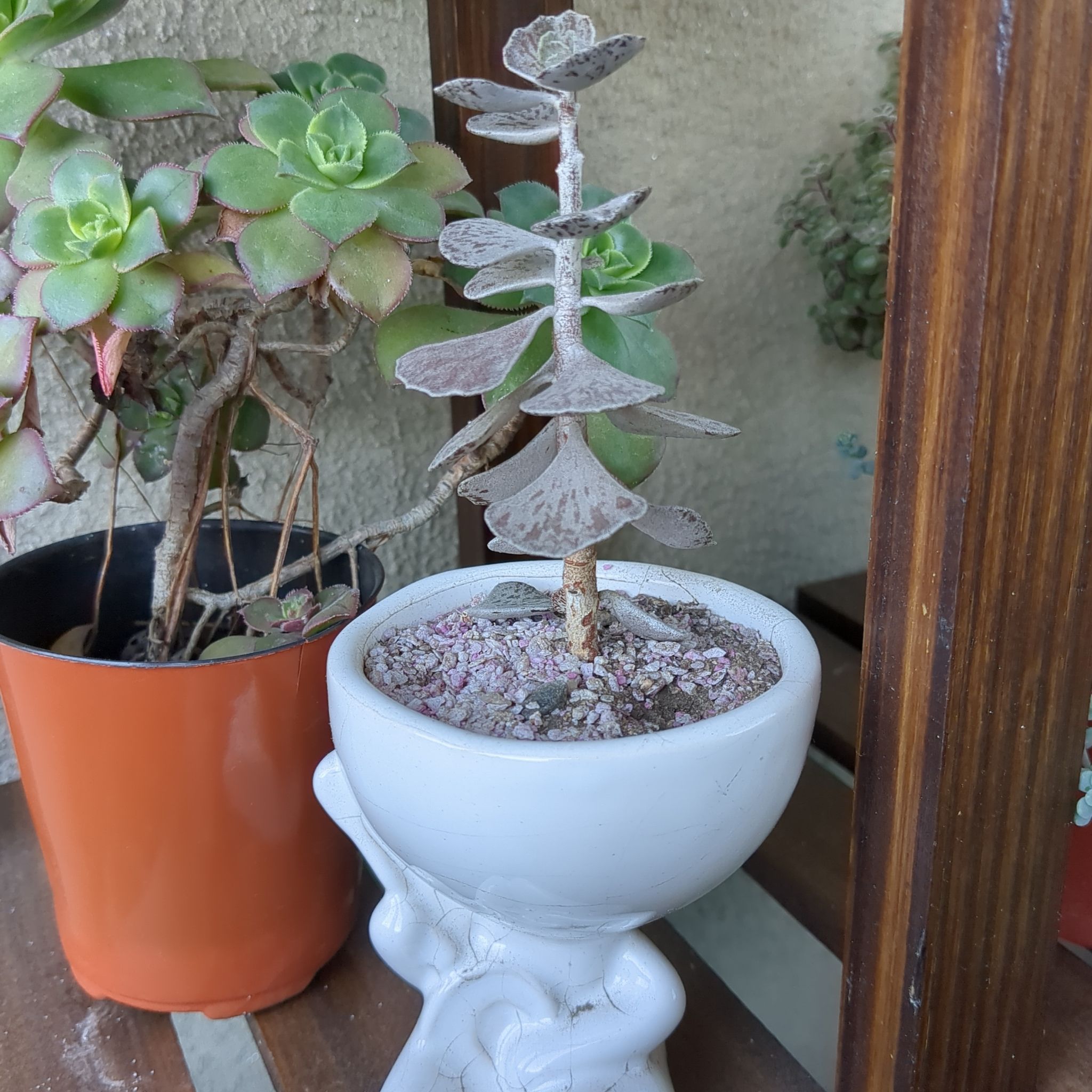 Photo of the plant species Pies from Heaven by @SavantTorgrass named Perlita on Greg, the plant care app