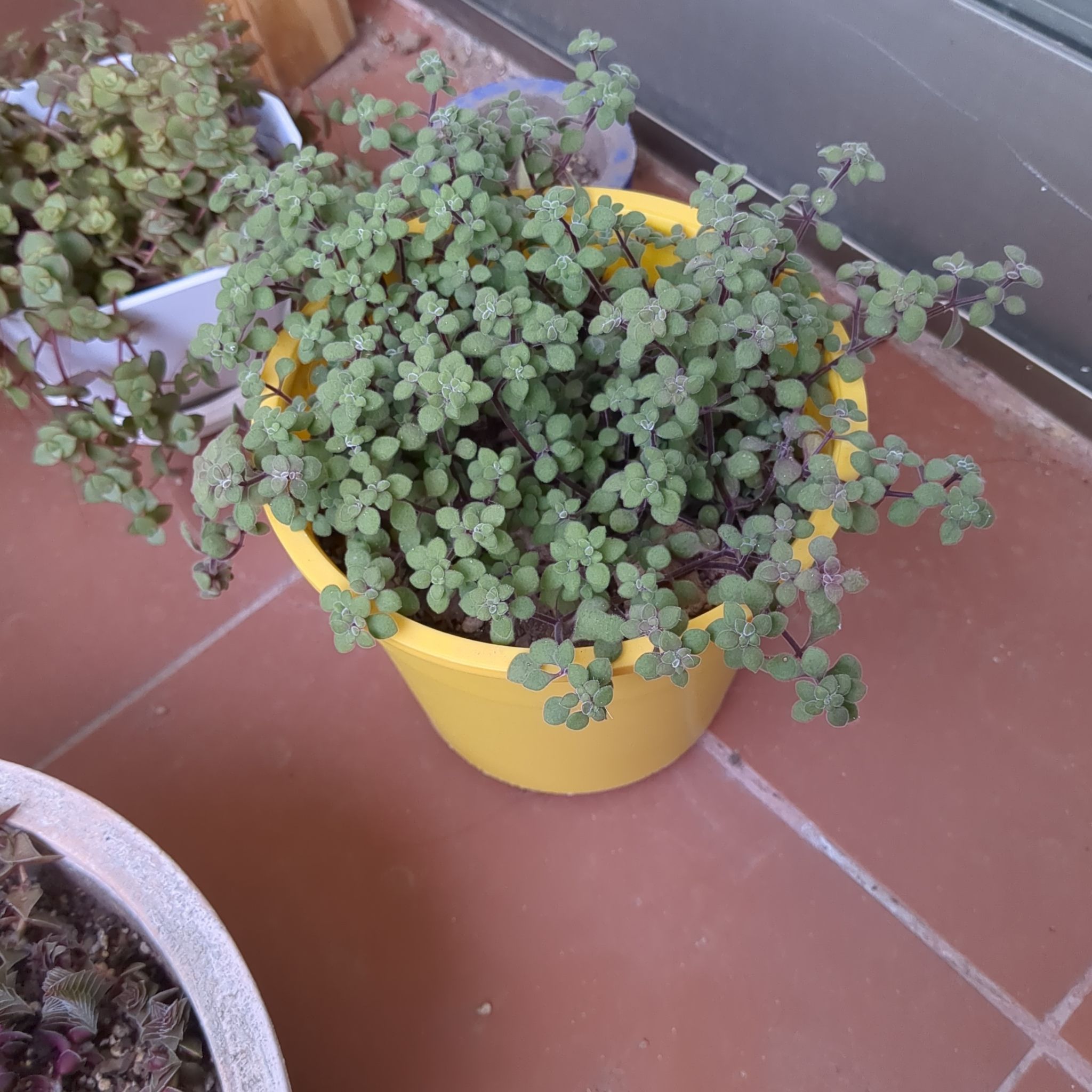 Photo of the plant species Crassula expansa by @SavantTorgrass named Plank on Greg, the plant care app