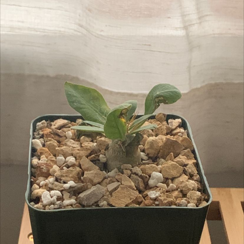Photo of the plant species Pachypodium namaquanum by @BounteousWeed named Pachypodium Namaquanum on Greg, the plant care app