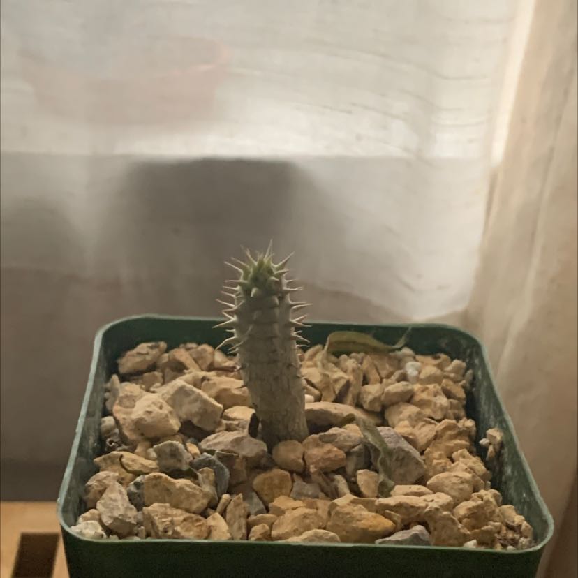 Photo of the plant species Sausage Tree by @BounteousWeed named Pachypodium inopinatum on Greg, the plant care app