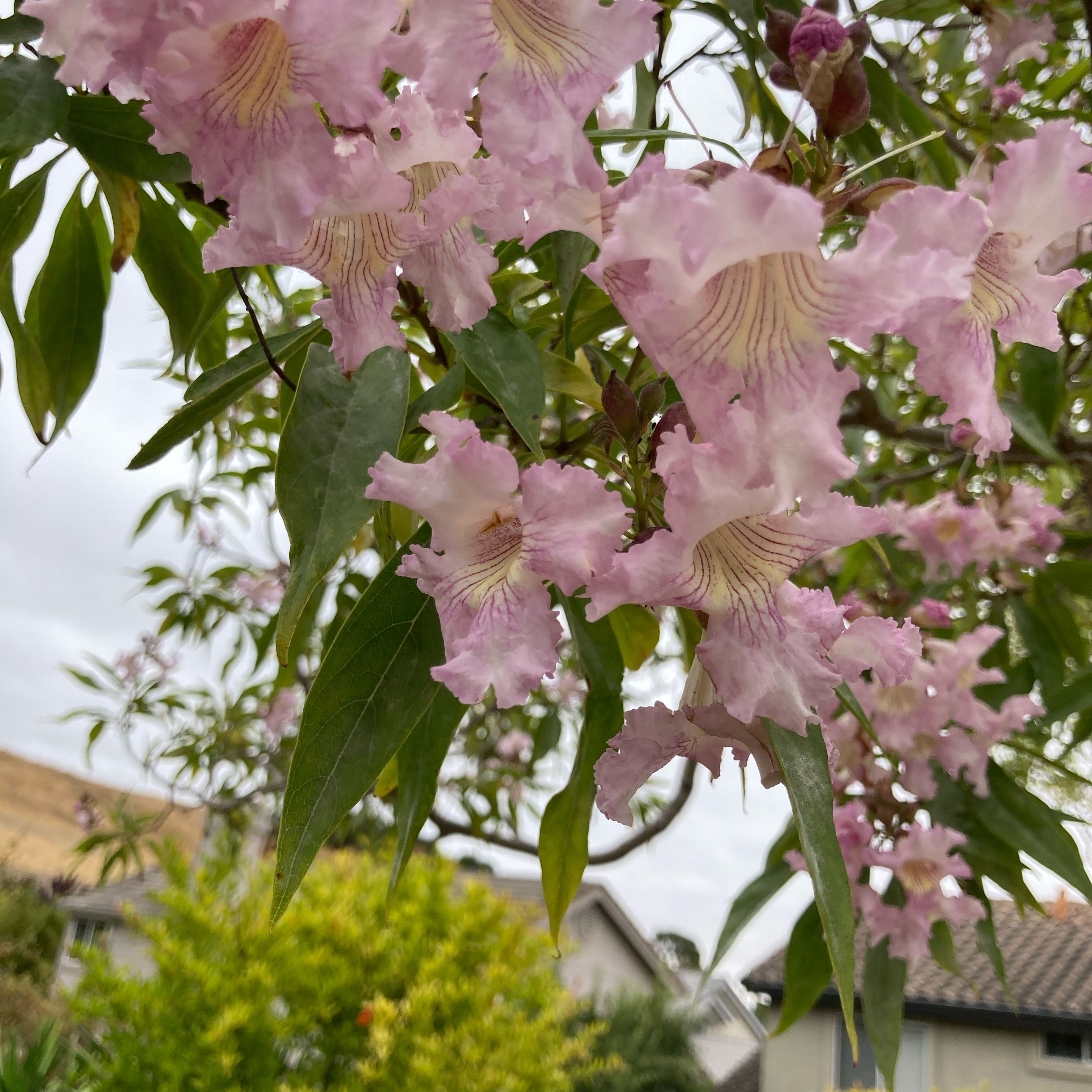 Photo of the plant species Zimbabwe creeper by @GlossyMakura named Messi on Greg, the plant care app