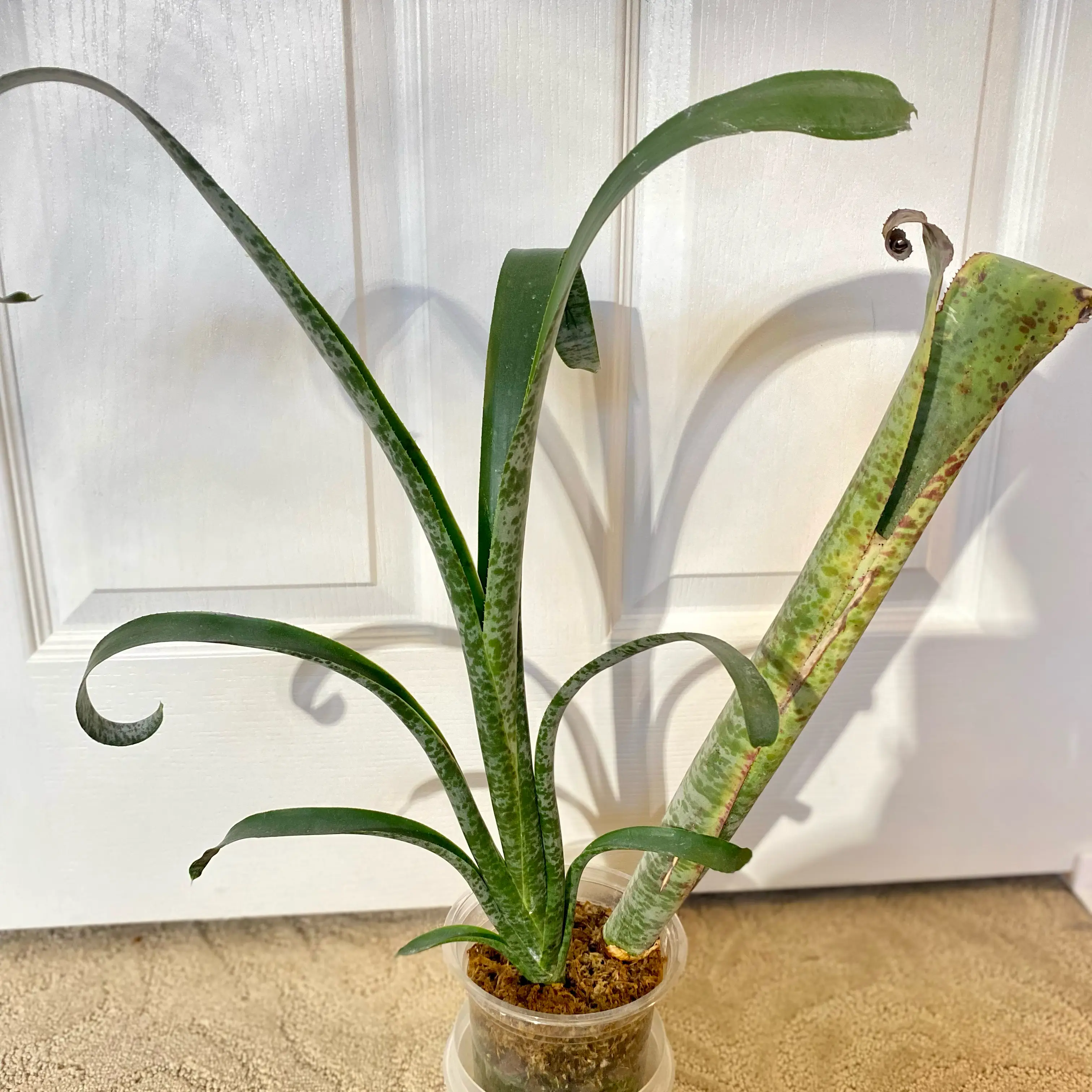 Photo of the plant species Tim Plowman by @Gurglyguts named Bro Bro on Greg, the plant care app