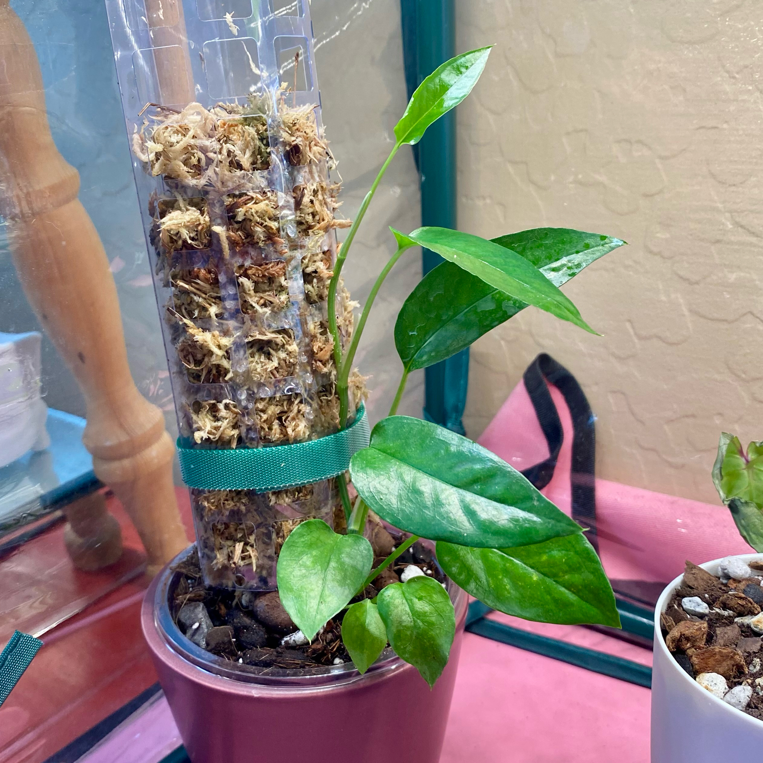 Skeleton Key Pothos plant in a pot with a moss pole, healthy green leaves.