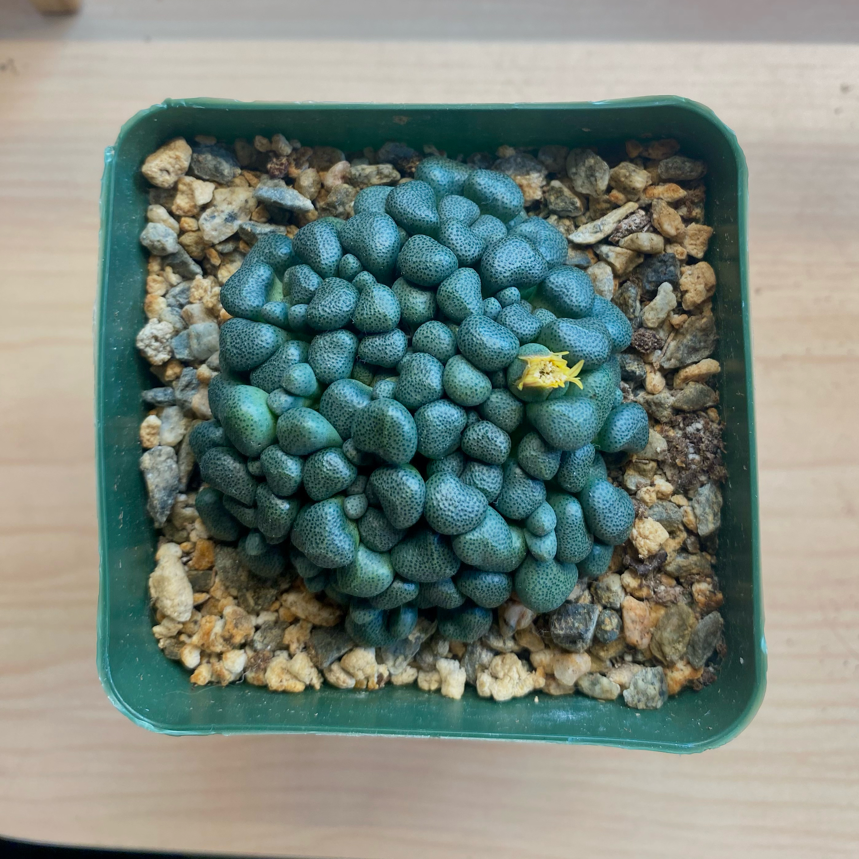 Photo of the plant species Living Stone by @Gurglyguts named Aloinopsis schooneesii on Greg, the plant care app