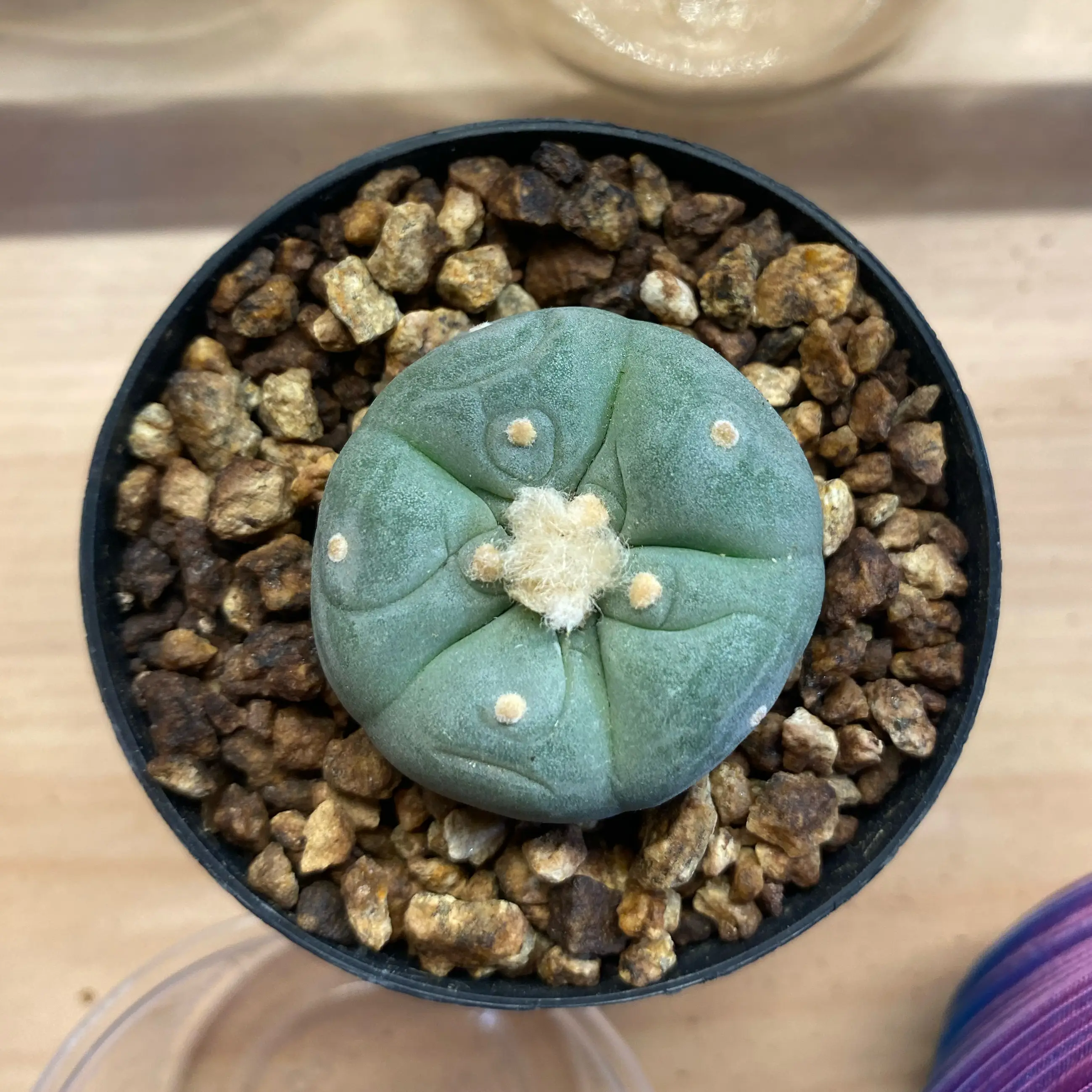 Photo of the plant species False Peyote by @Gurglyguts named Fri on Greg, the plant care app