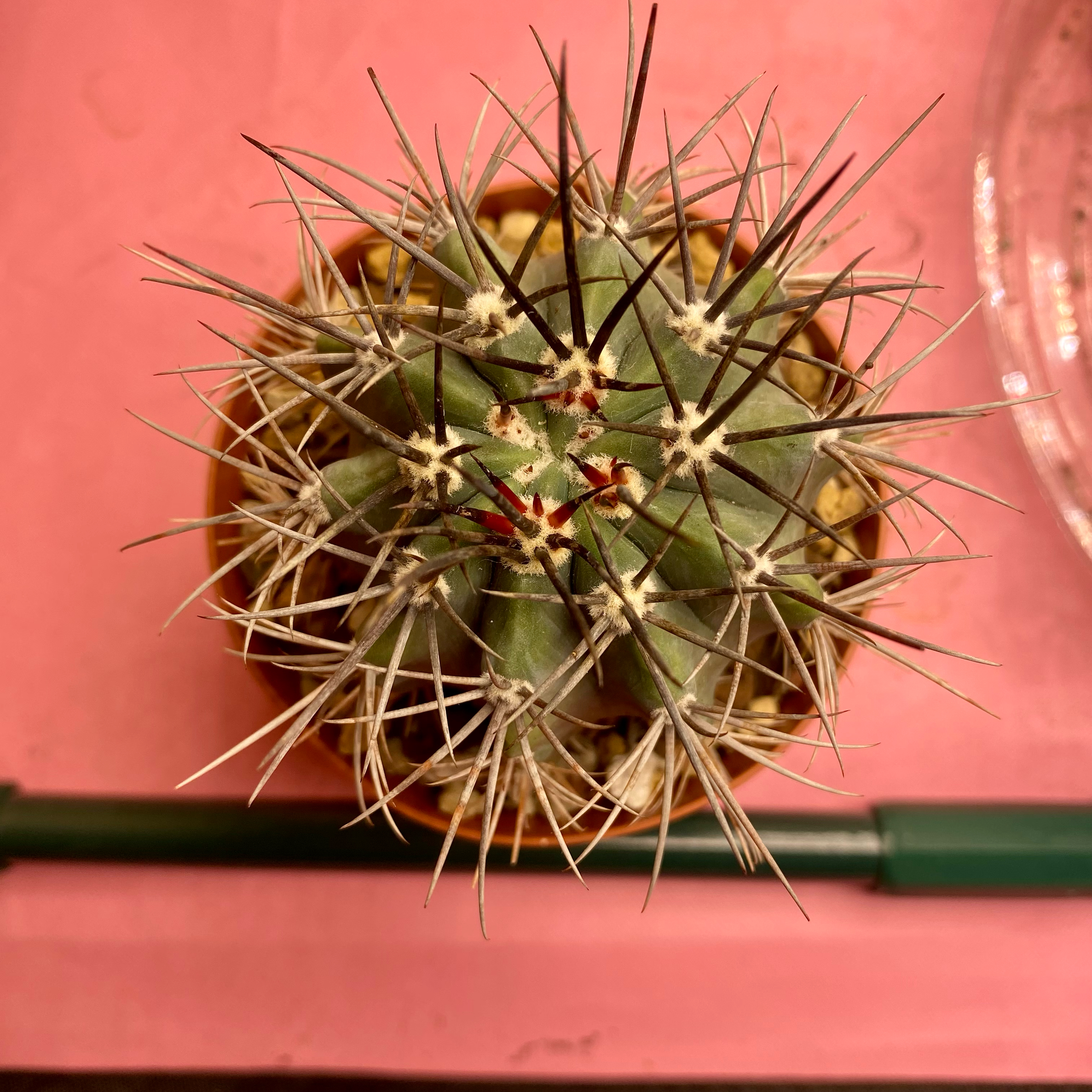 Photo of the plant species Melon cactus by @Gurglyguts named Melo on Greg, the plant care app