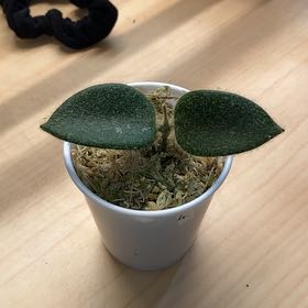 Photo of the plant species Hoya thomsonii pink by @Gurglyguts named Thomsonii on Greg, the plant care app
