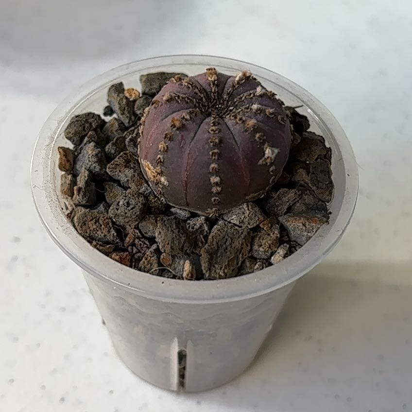 Photo of the plant species Pumpkin Shell Cactus by @Gurglyguts named Bruce Lee on Greg, the plant care app