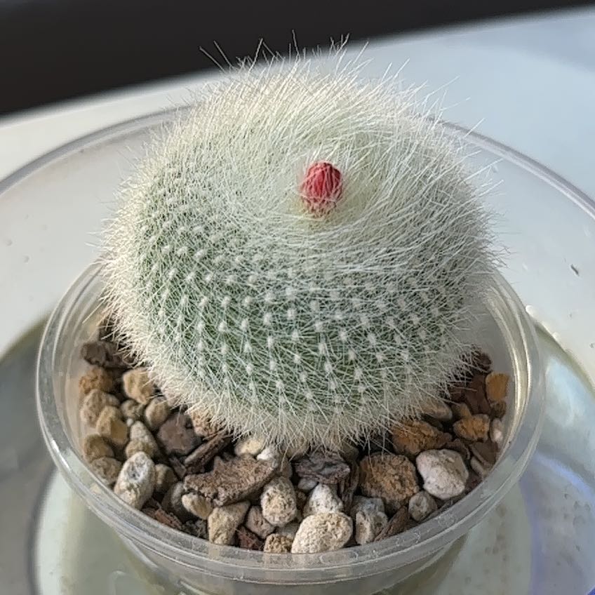 Photo of the plant species Scarlet Ball Cactus by @Gurglyguts named A on Greg, the plant care app