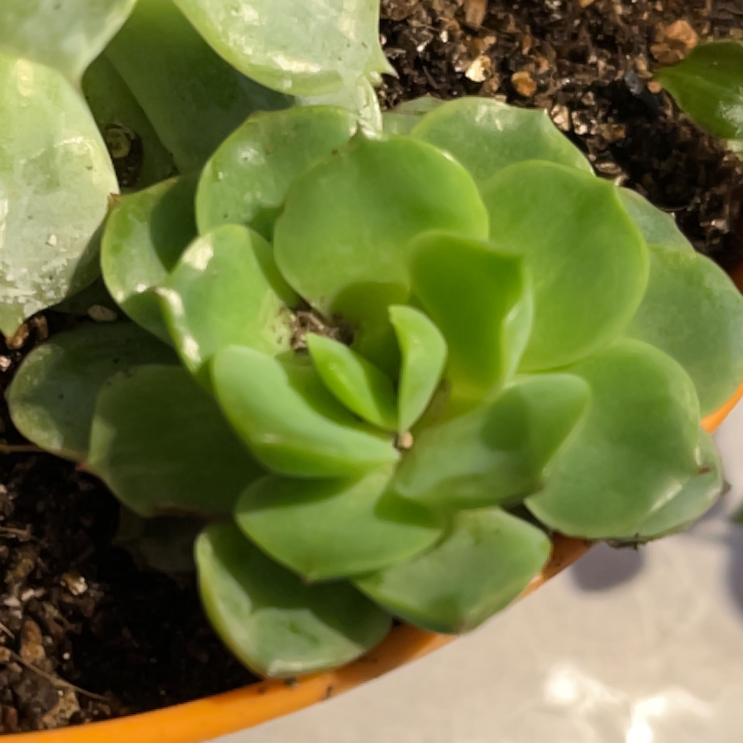 Photo of the plant species Echeveria 'Seaglass' by @QuirkyNikkofir named Marley on Greg, the plant care app