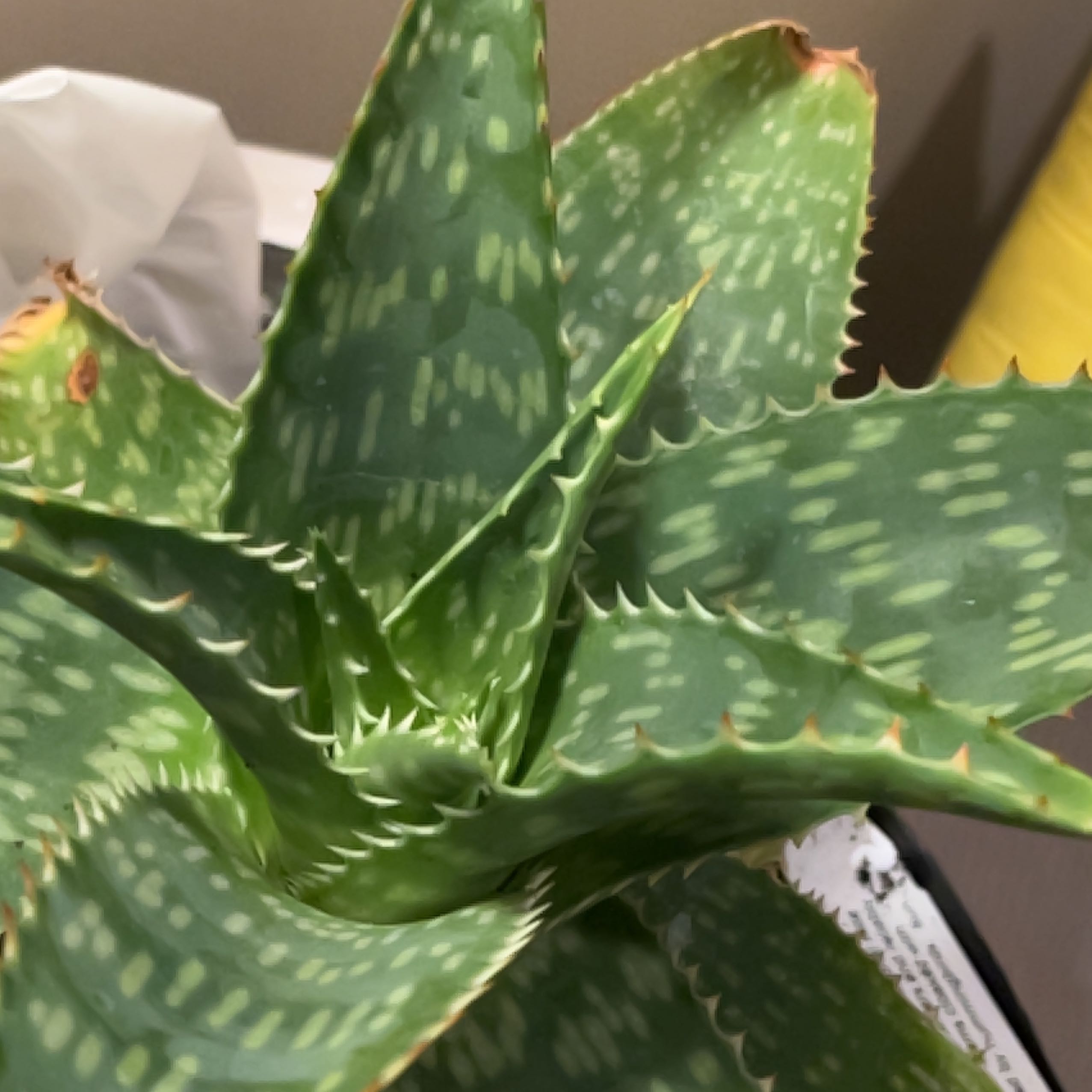 Photo of the plant species Greathead's Aloe by @QuirkyNikkofir named Sahara on Greg, the plant care app
