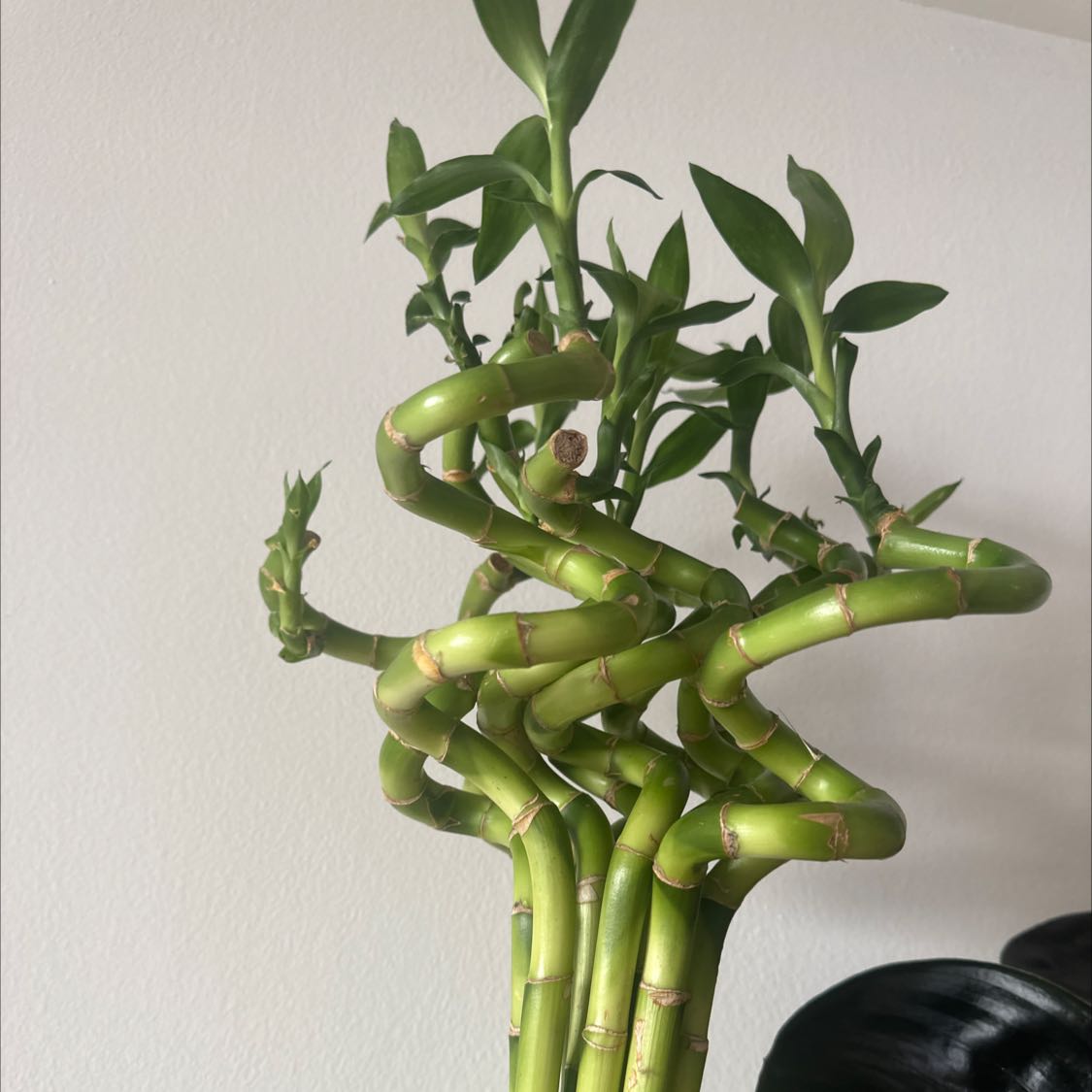 Photo of the plant species Lucky Bamboo by @VastTutu named Lavender on Greg, the plant care app