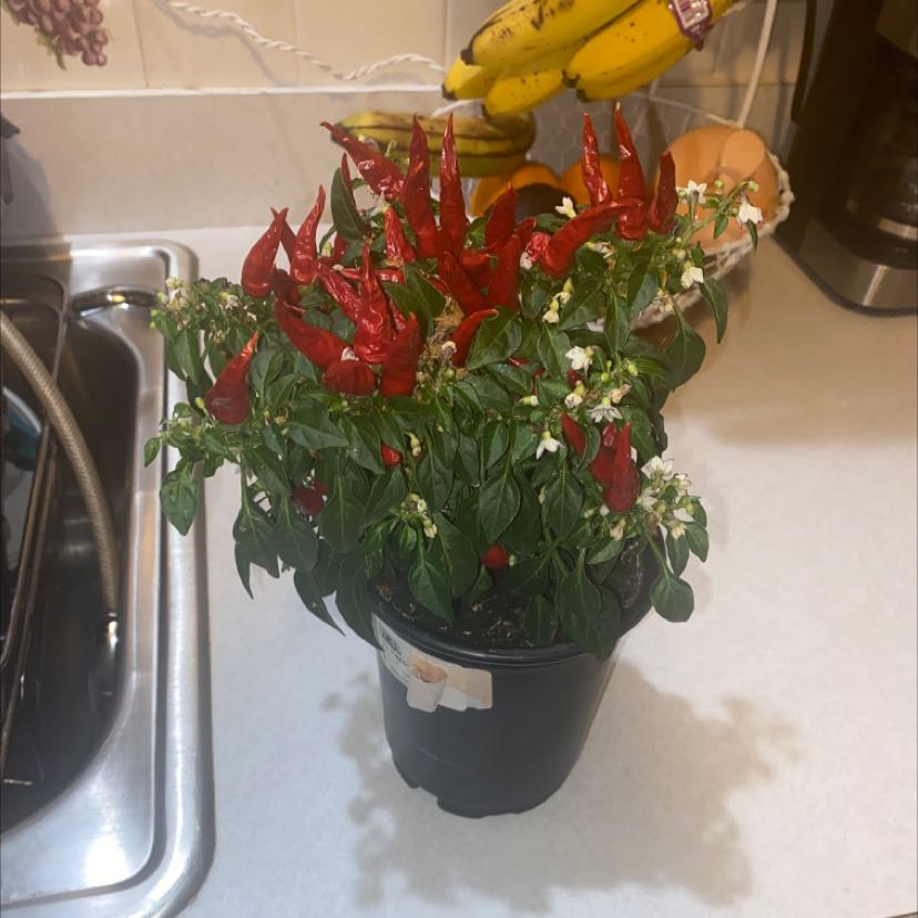 Photo of the plant species Sangria Pepper by @ClassyCobnut named Your plant on Greg, the plant care app