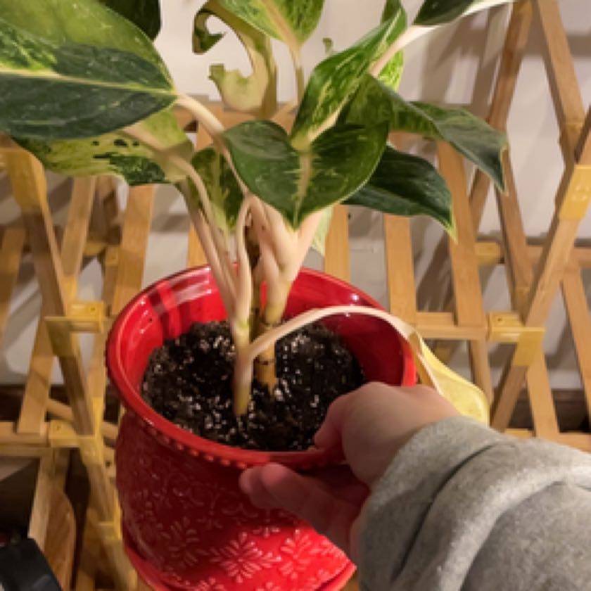 Photo of the plant species Pink Moon Chinese Evergreen by @MelissasOasis named Mango on Greg, the plant care app