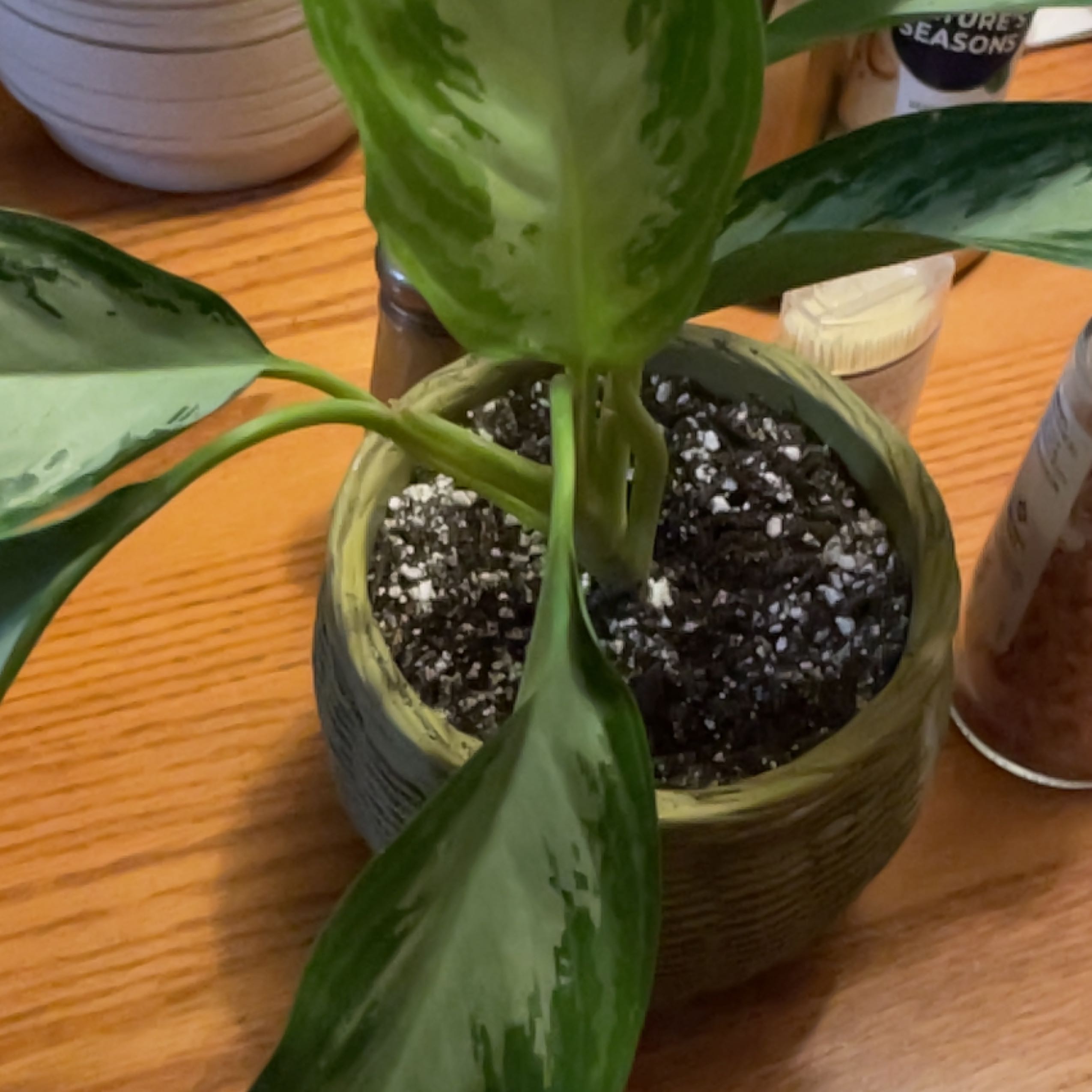 Photo of the plant species Emerald Bay Chinese Evergreen by @MelissasOasis named Hemingway on Greg, the plant care app