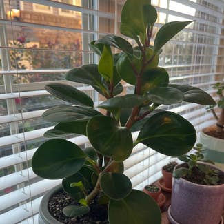 Baby Rubber Plant plant in Falls Church, Virginia