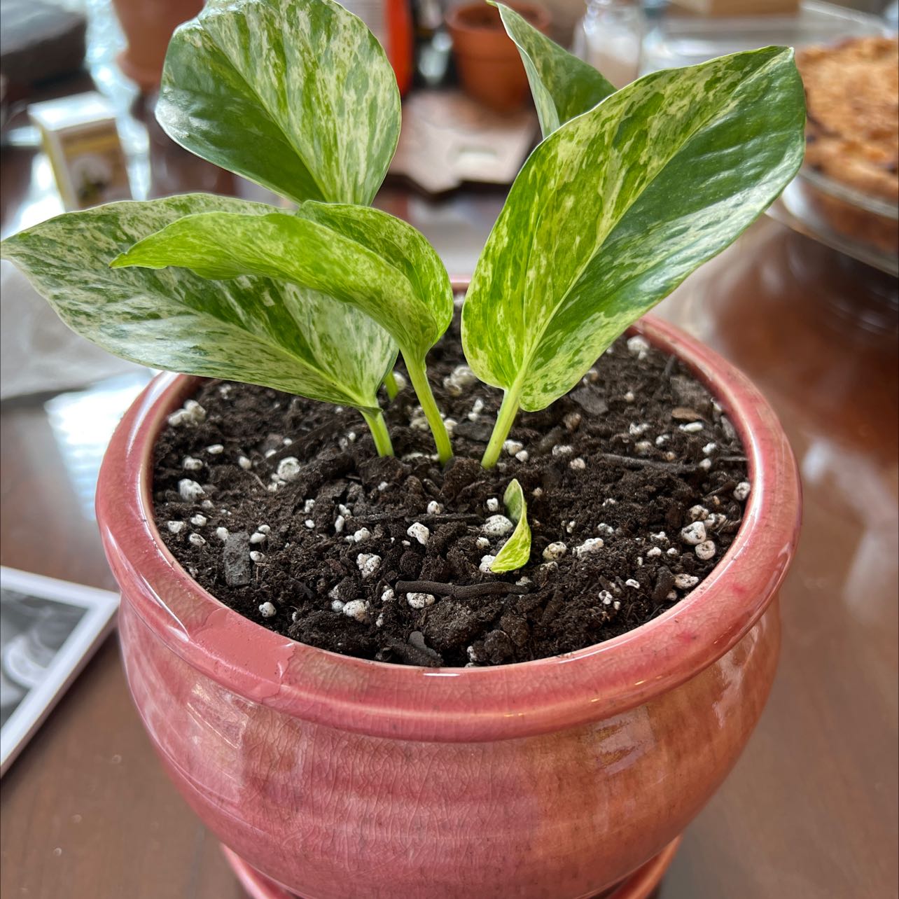 Photo of the plant species Marble Queen Pothos by @SleekVaseplant named Polly on Greg, the plant care app