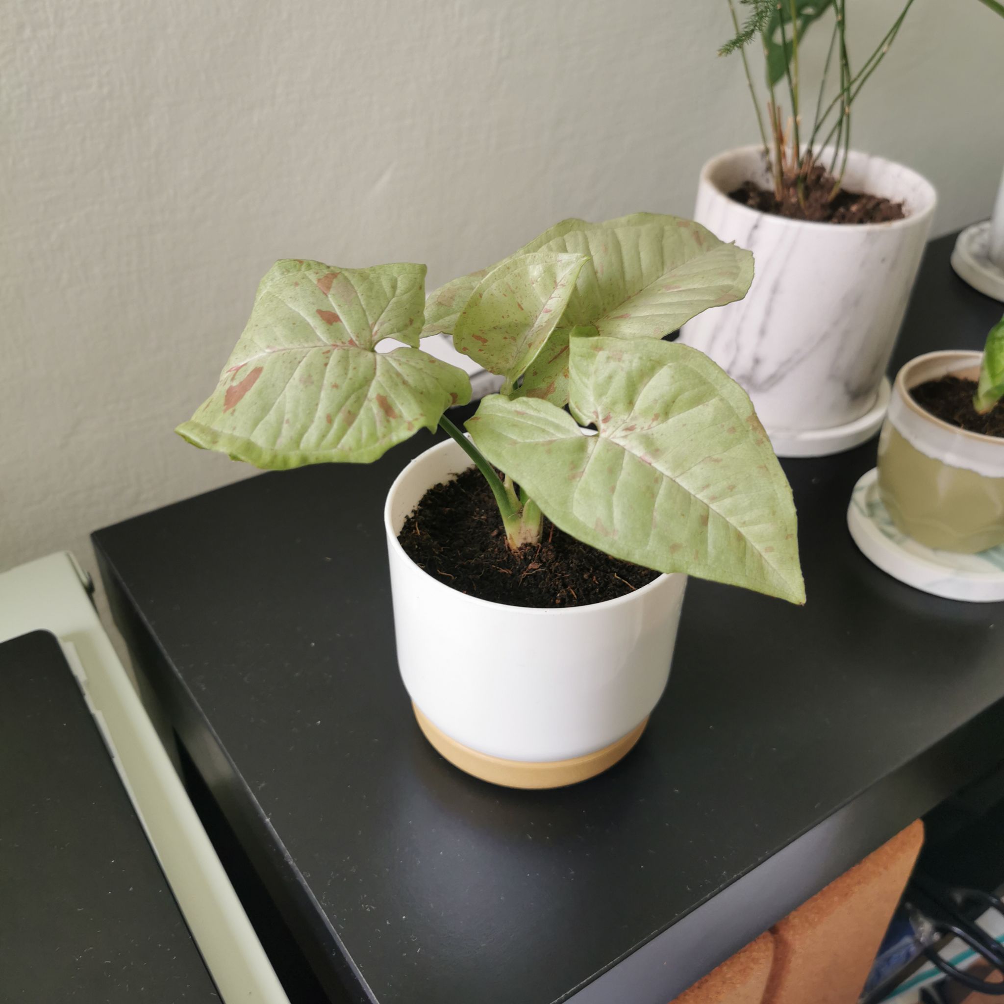 Syngonium 'Milk Confetti' plant in a white pot with some browning leaves, placed on a black surface.