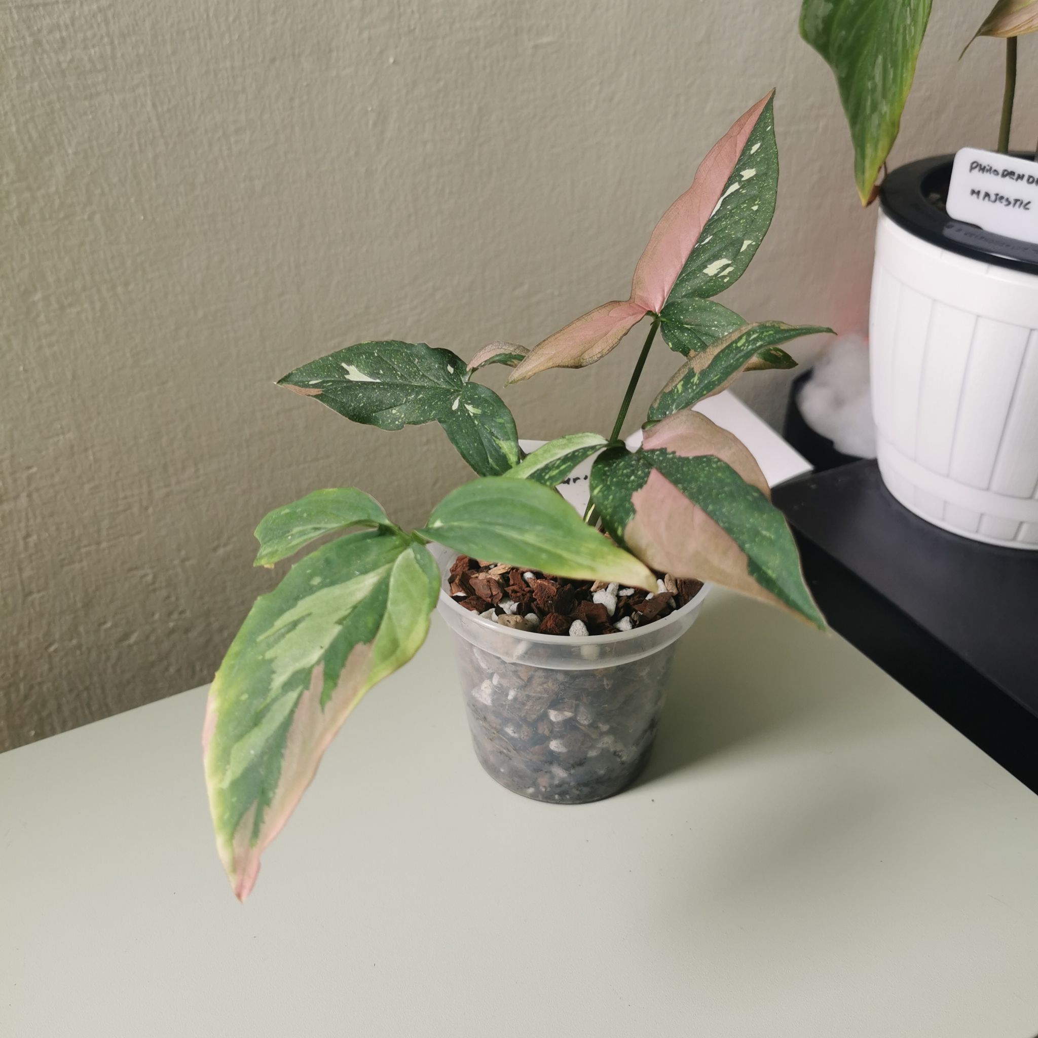 Photo of the plant species Syngonium / Arrowhead by @Mojitopasta named Syngonium Tri Colour on Greg, the plant care app