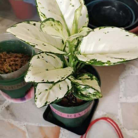 Photo of the plant species Aglaonema 'Super White' by @Mojitopasta named Aglaonema Super White on Greg, the plant care app