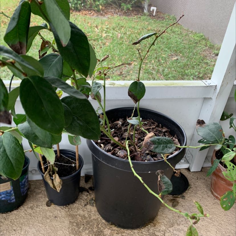 Photo of the plant species Emerald Blueberry by @NoblyHorsemint named Blueberry on Greg, the plant care app