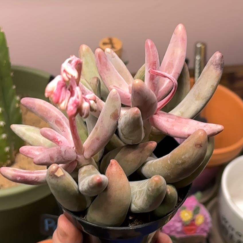 Pachysedum 'Ganzhou' succulent with pinkish leaves and a flower stalk, held by a hand.