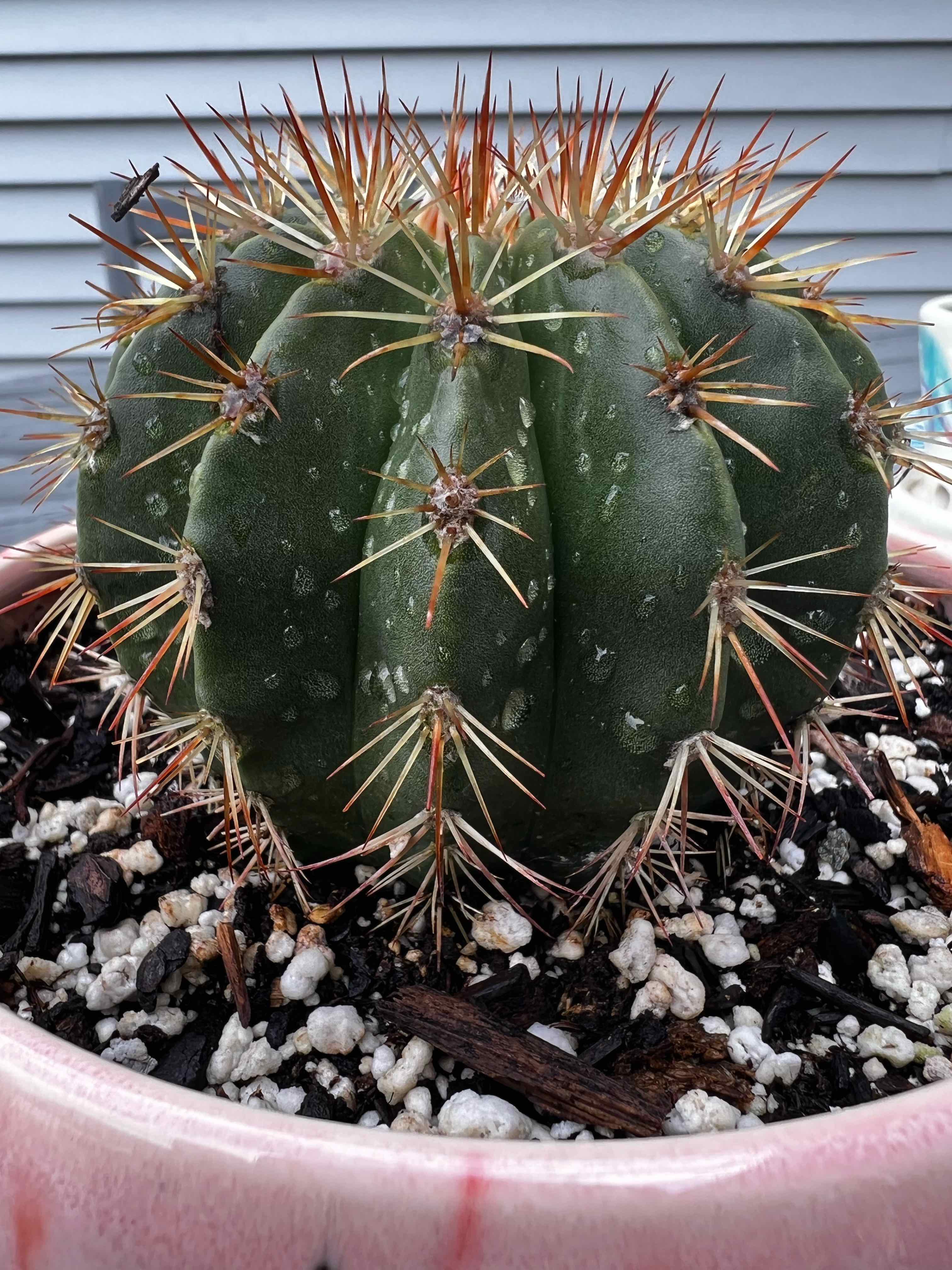Melocactus azureus cactus in a pot with visible soil, appearing healthy.