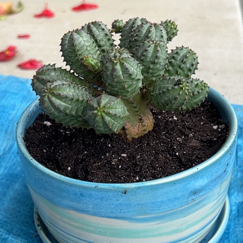Photo of the plant species Euphorbia obesa f. monstruosa by Morgan named Willow on Greg, the plant care app