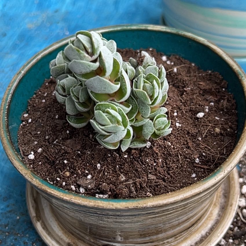 Photo of the plant species Crassula 'Pangolin' by Morgan named Stella on Greg, the plant care app
