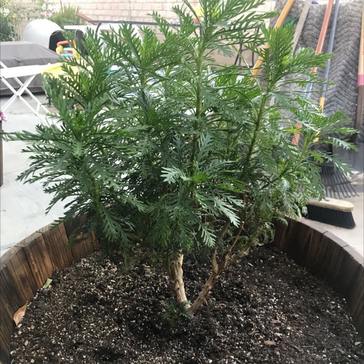 Photo of the plant species Golden daisy bush by @MarvelWhitefir named Your plant on Greg, the plant care app
